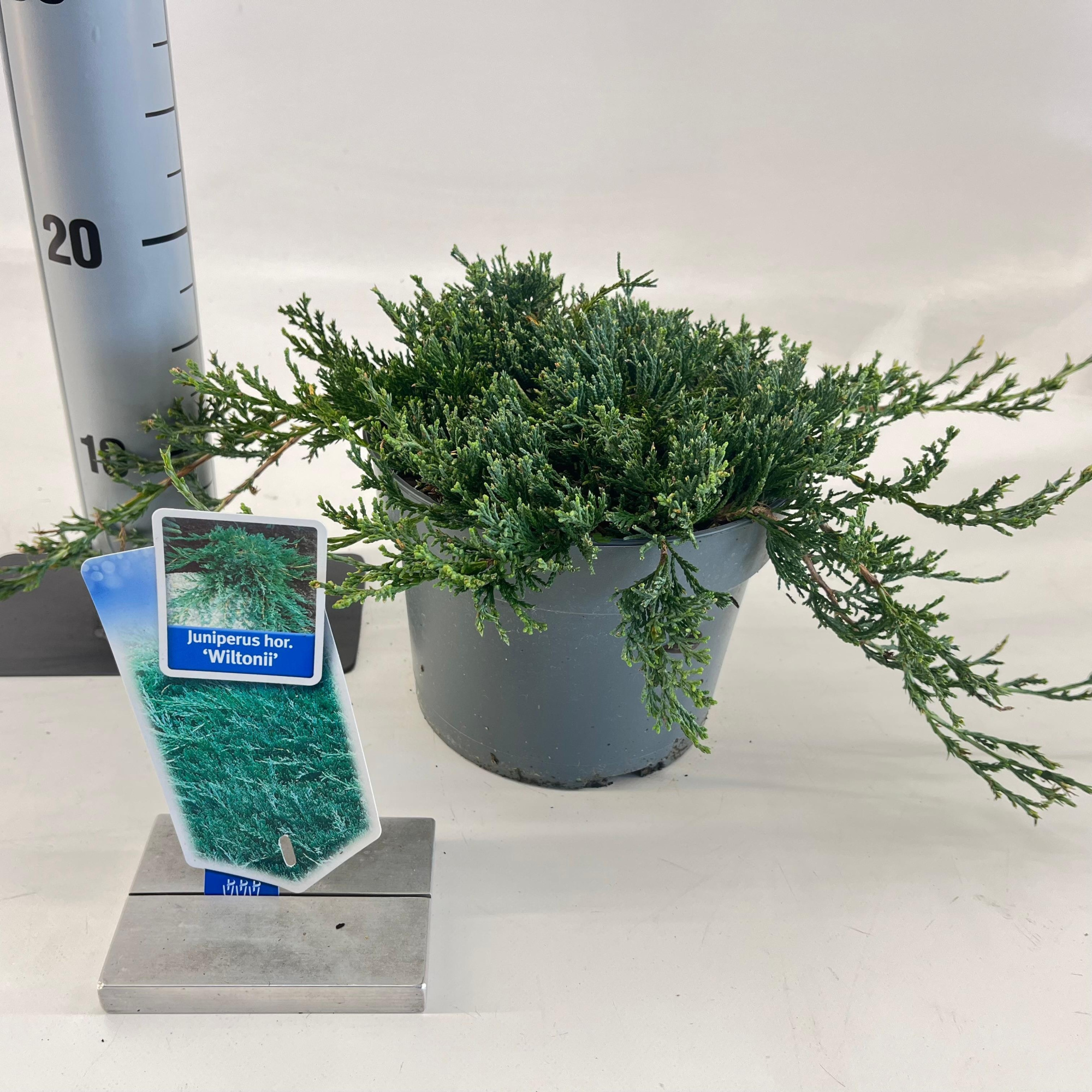 Juniperus horizontalis ‘Wiltonii’, D 19 cm