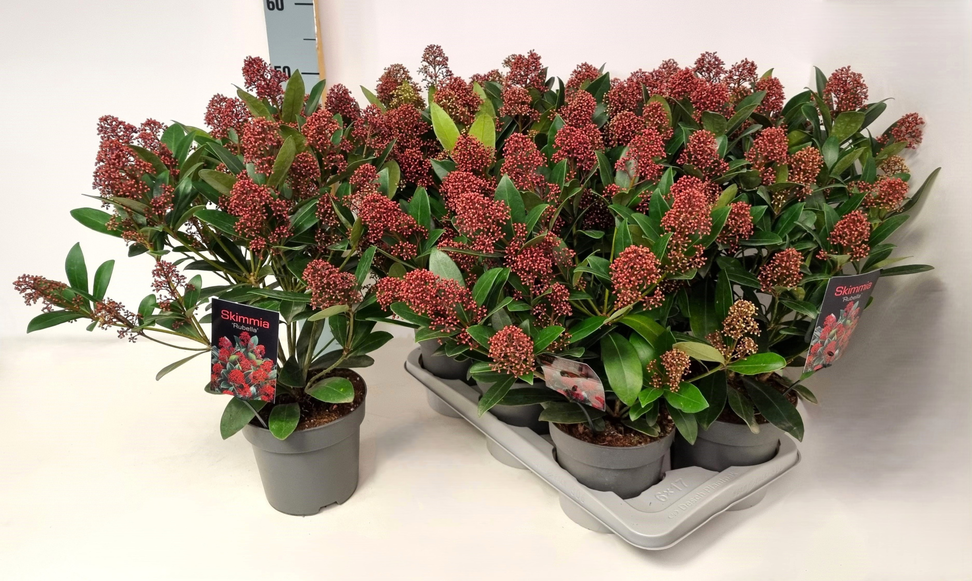 Skimmia jap. 'Rubella' P17, D 17 cm