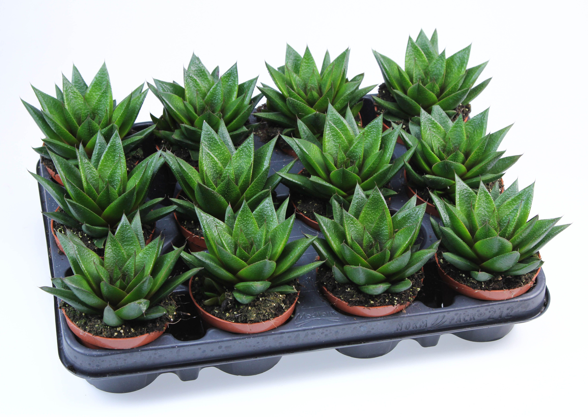 Gasteria Glossy, D 8,5