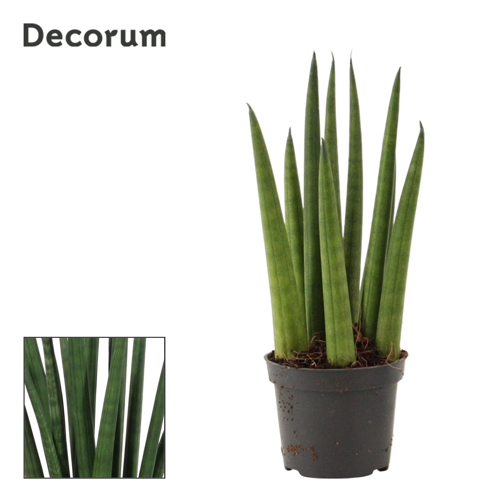 Sansevieria Cylindrica 6 cm Rocket (Decorum), D 6 cm