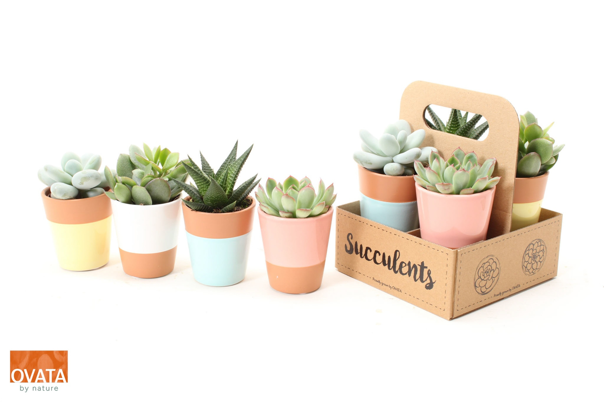 Succulent mix in The Box PD - NON CITES, D 6,5