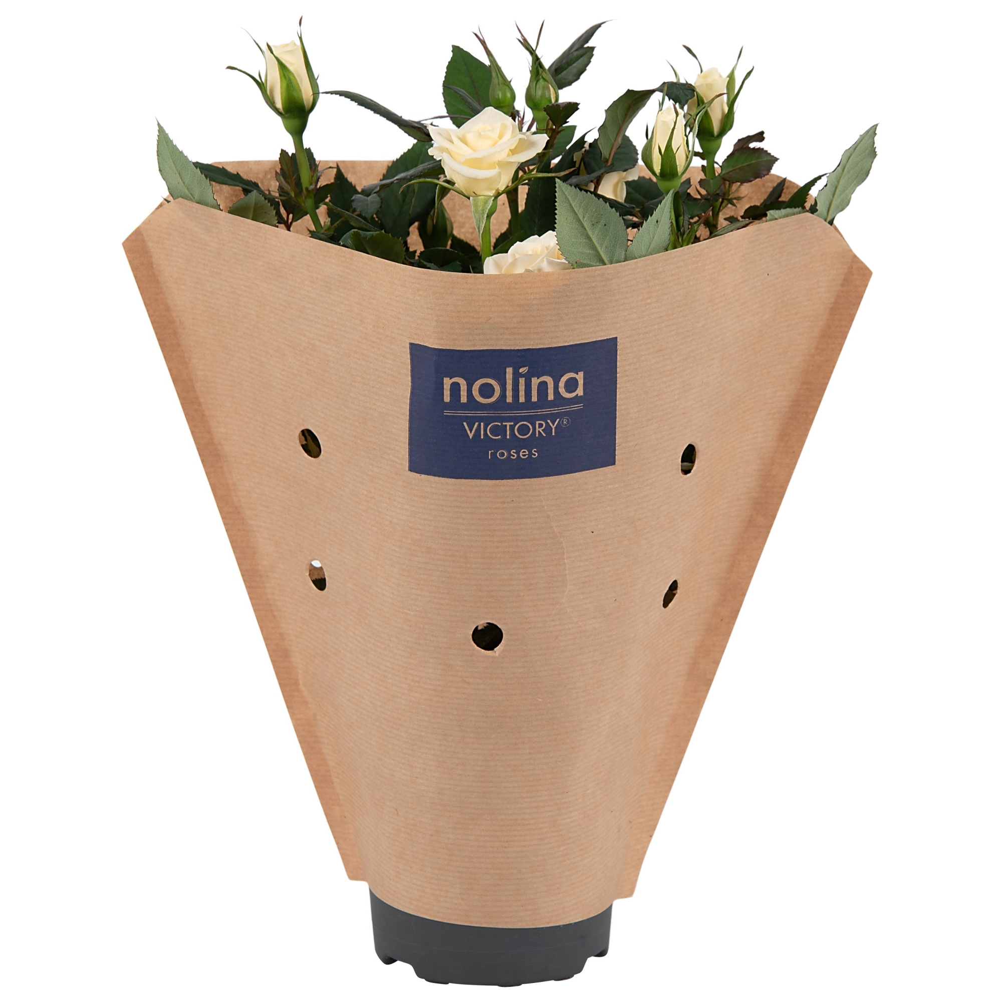 Nolina Roses Ø 10.5 cm White Paper sleeve, D 10,5 cm