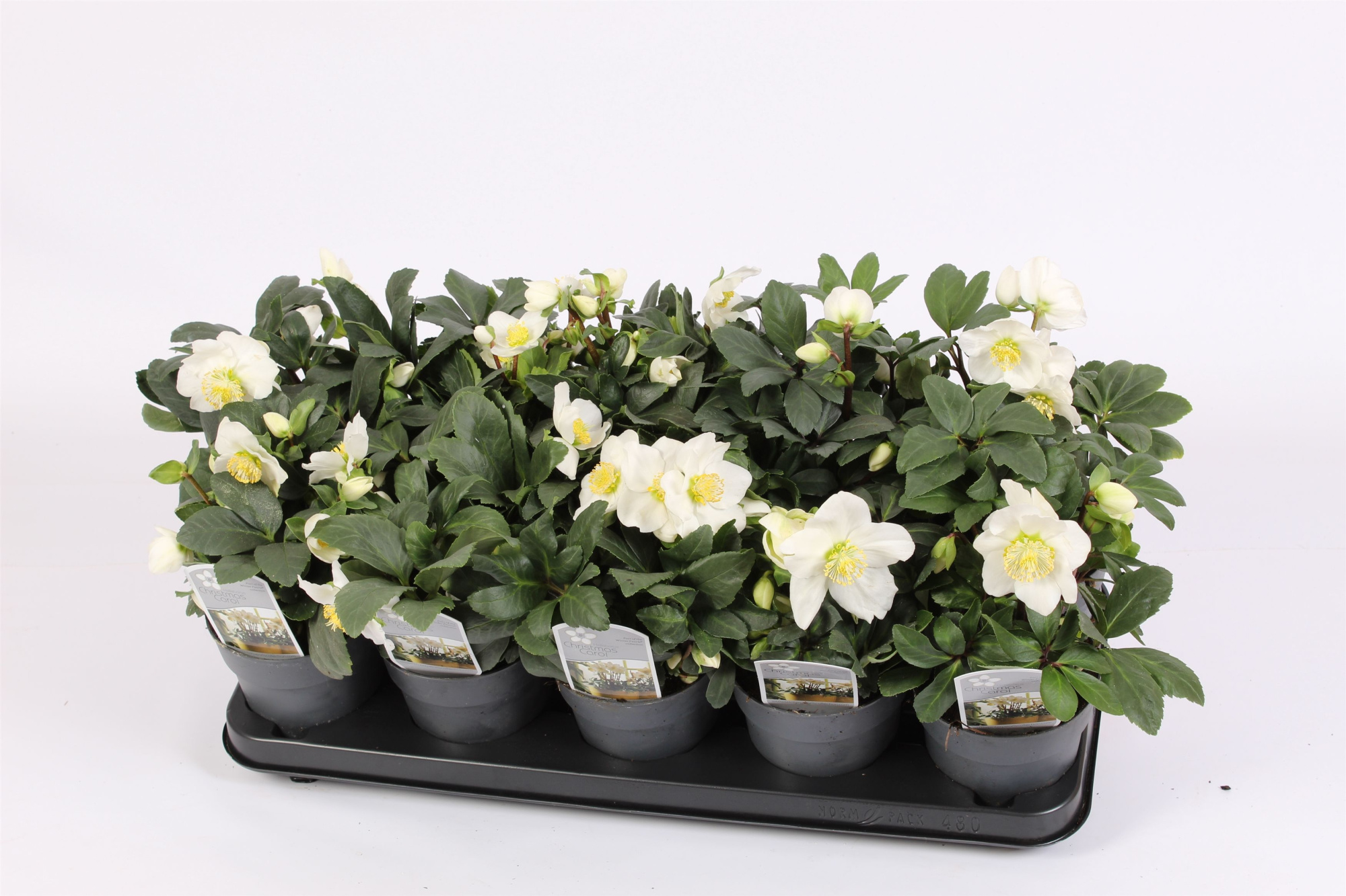 Helleborus n. Christmas Carol 12cm (L) met etiket, D 12 cm