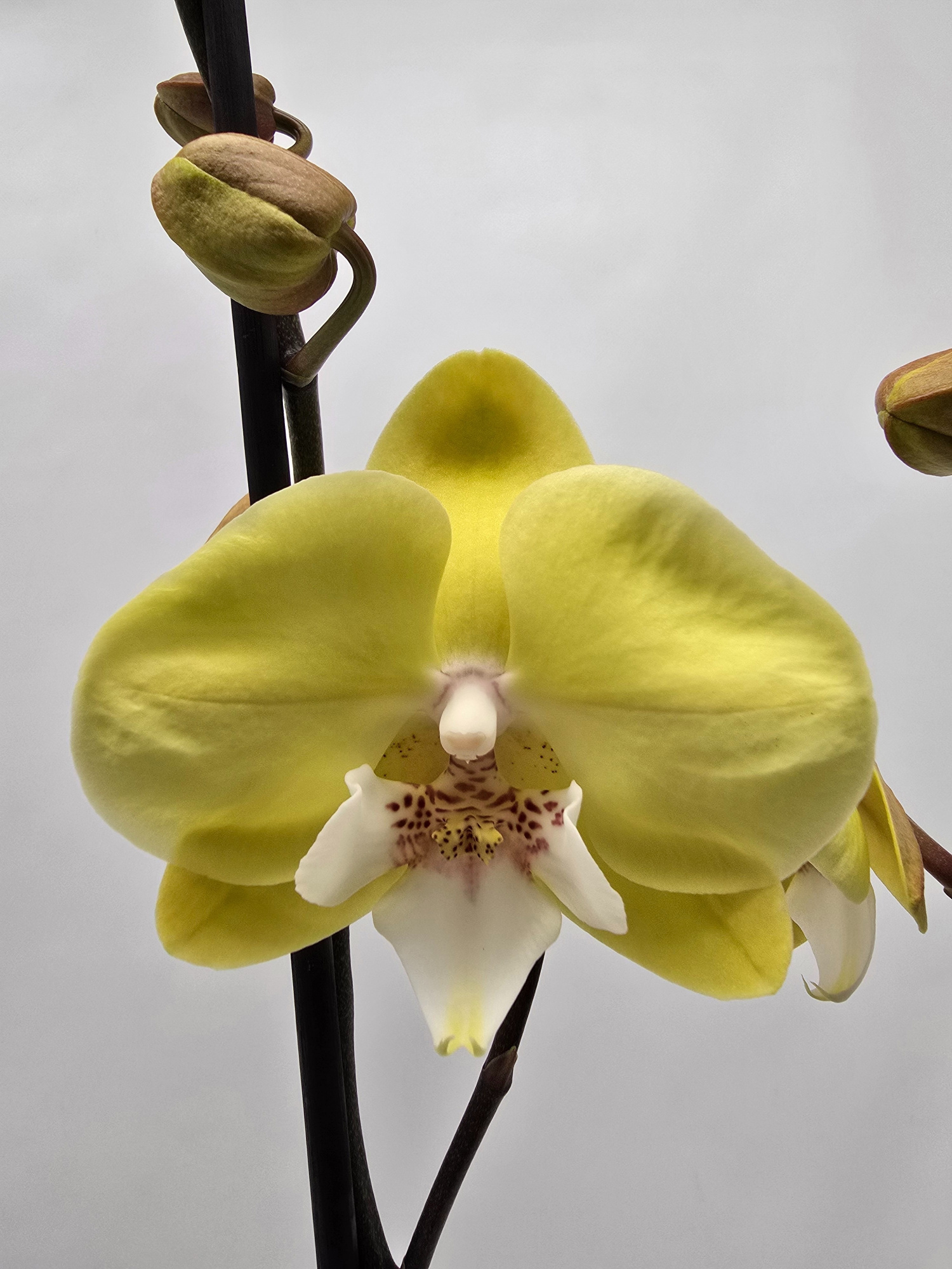 Limited 17 week 5, D 12