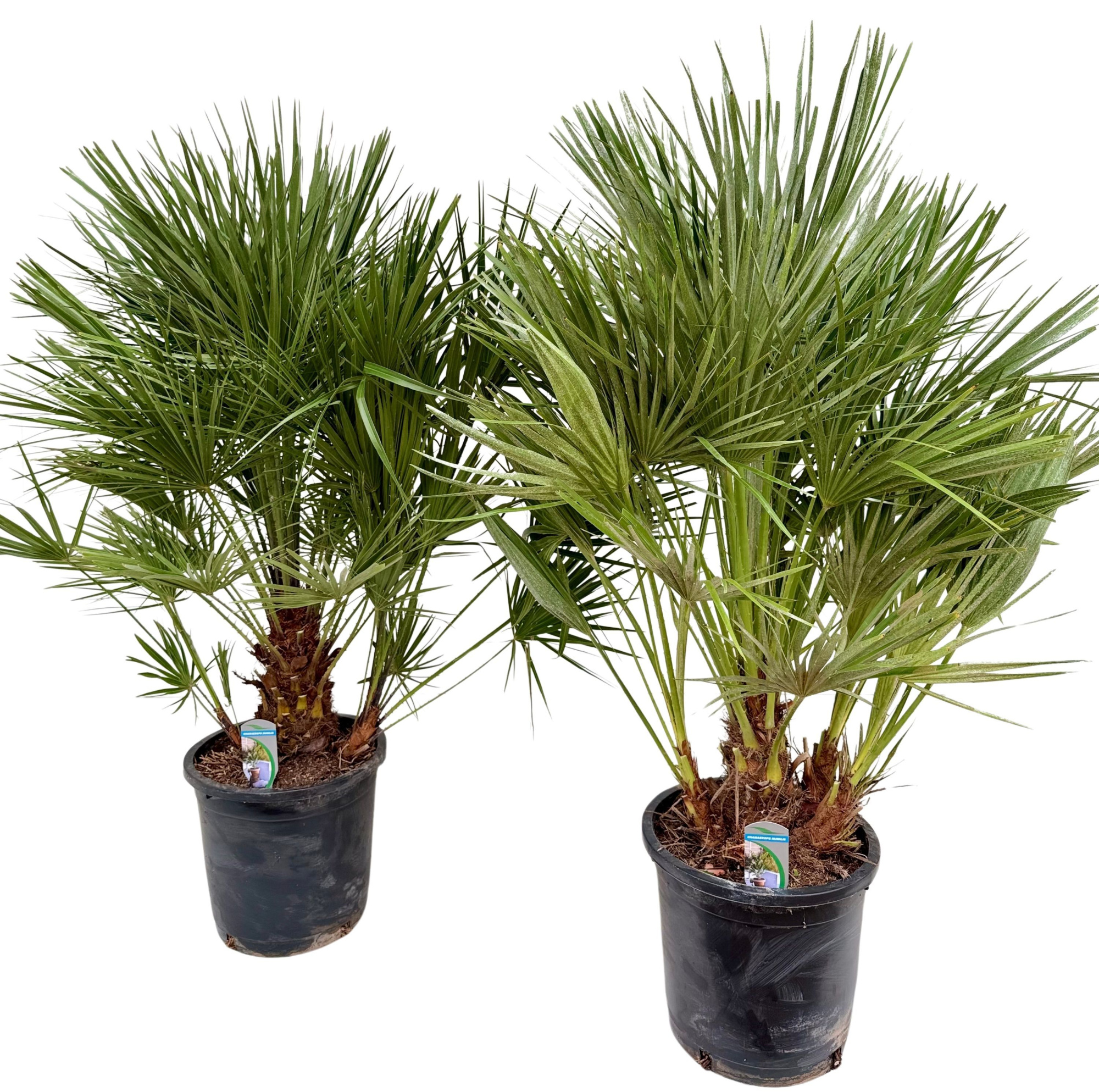 Chamaerops humilis P30, D 30 cm