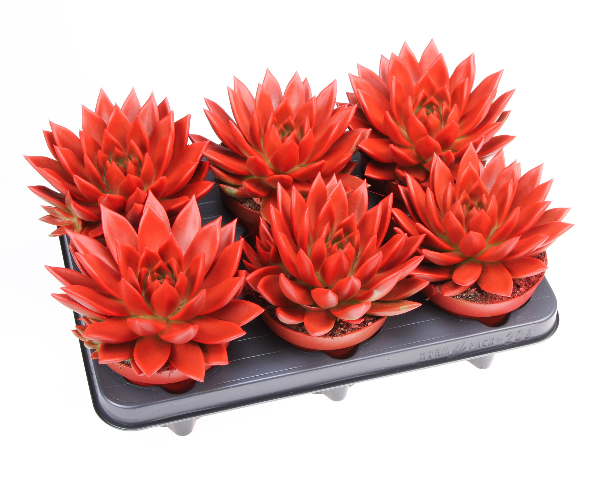 Rainbow red, D 12 cm