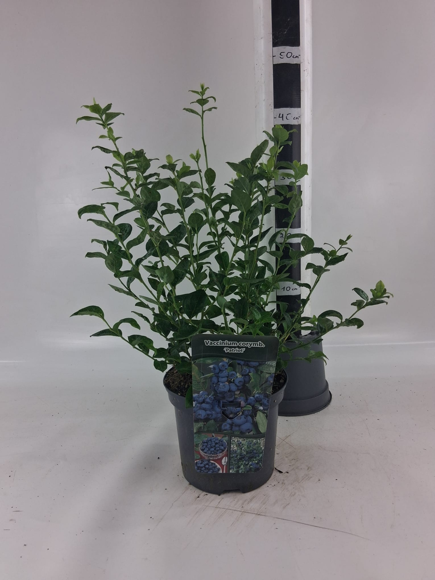 Vaccinium cor. 'Patriot', D 19 cm