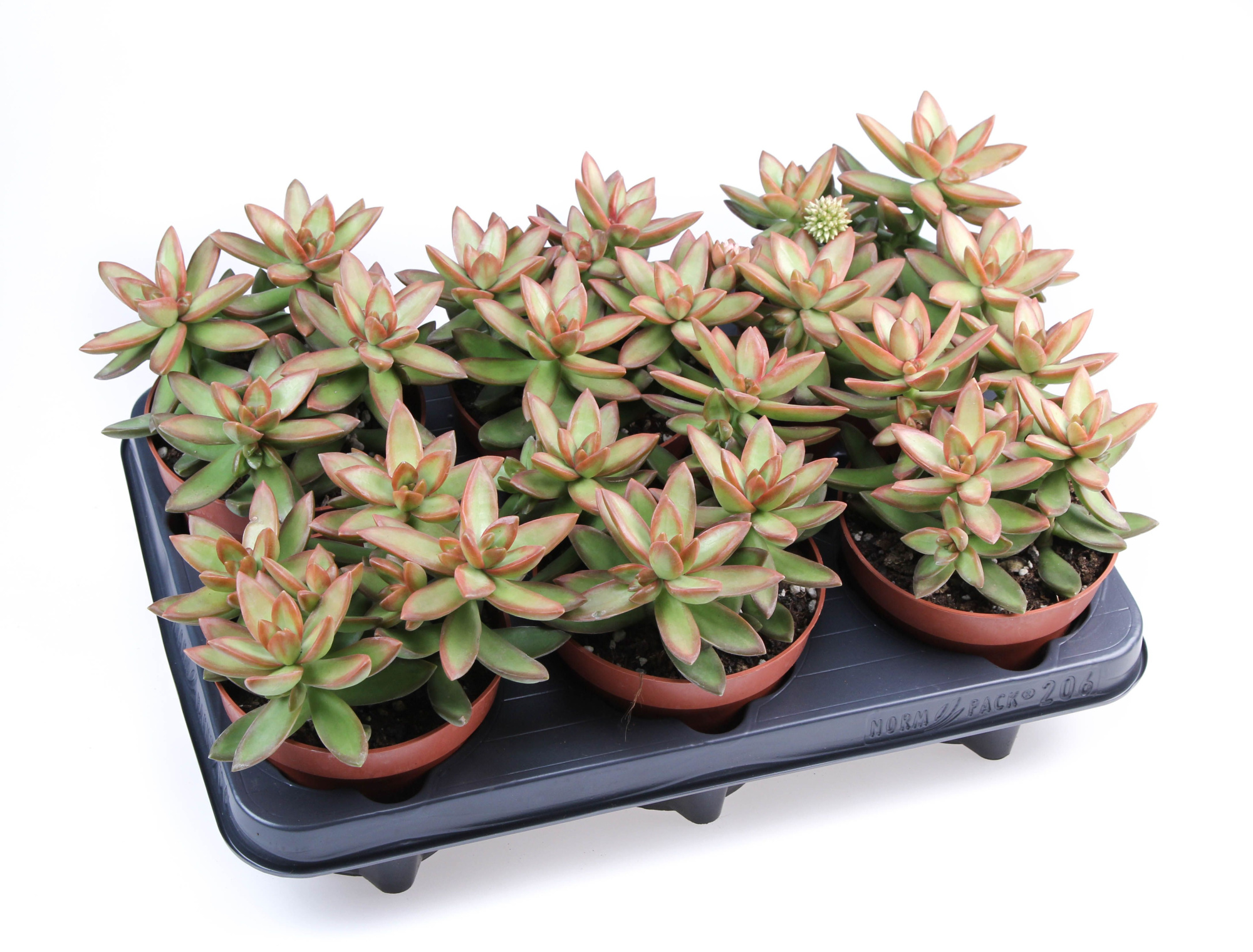 Sedum Nussbaumerianum, D 12 cm