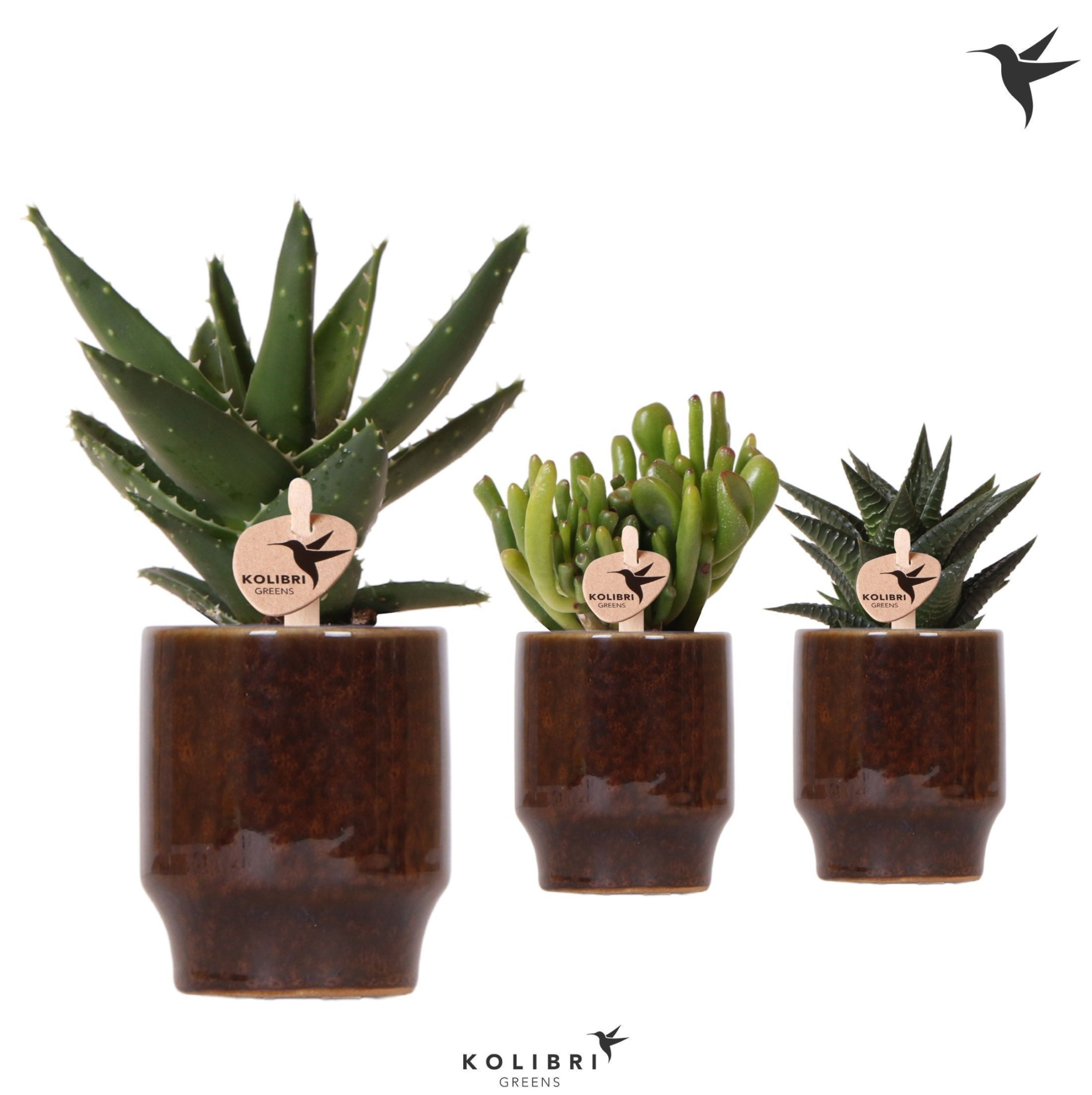 Kolibri Greens Succulenten mix in Classy pot brown, D 6