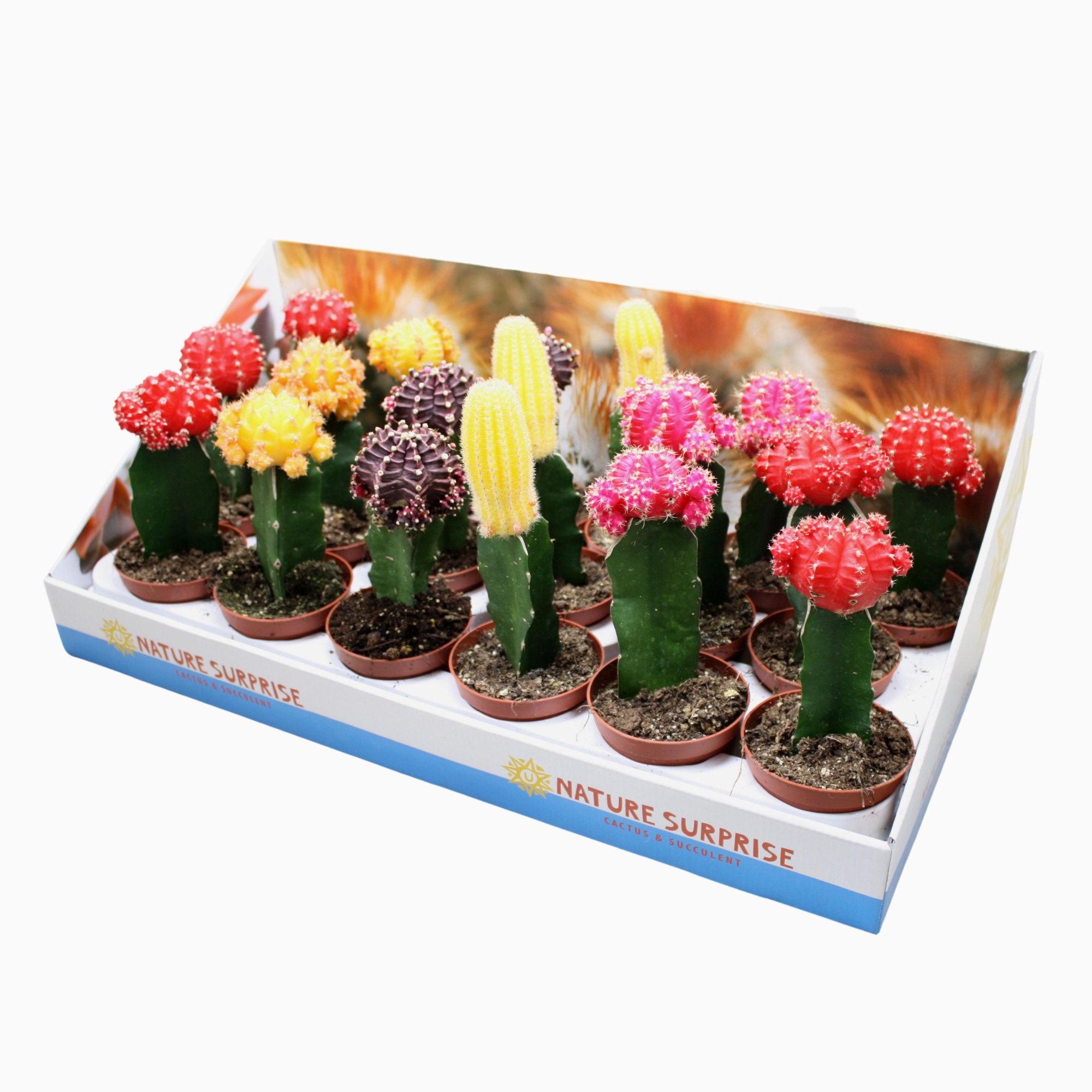 Gymnocalycium geënt mix 8,5 cm in presentatiedoos, D 8,5