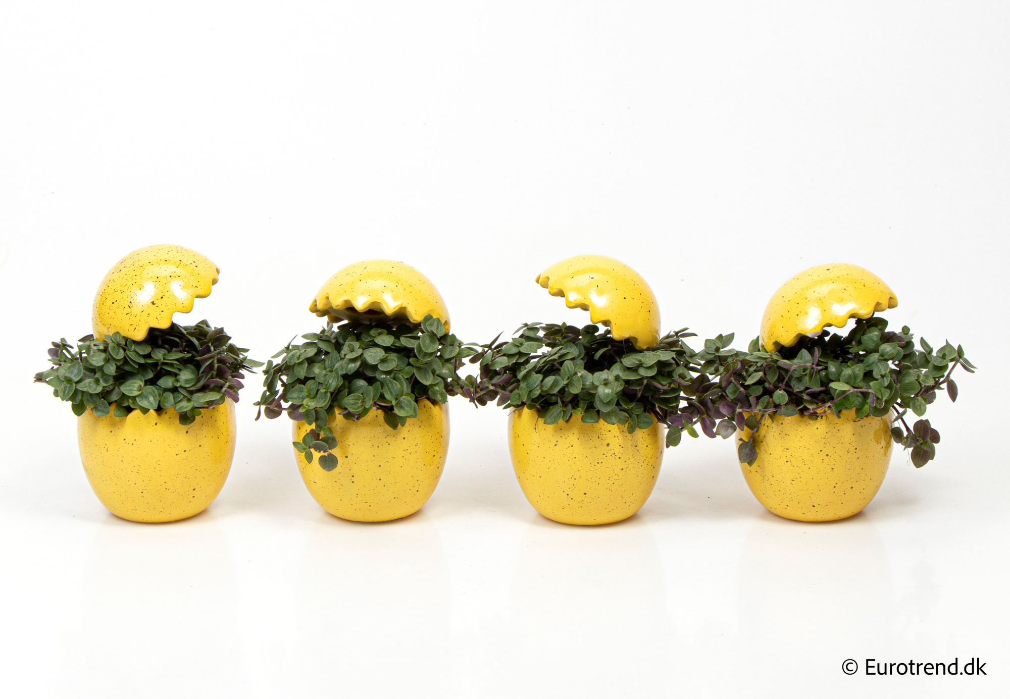 Callisia in Easter ceramic 2026, D 6