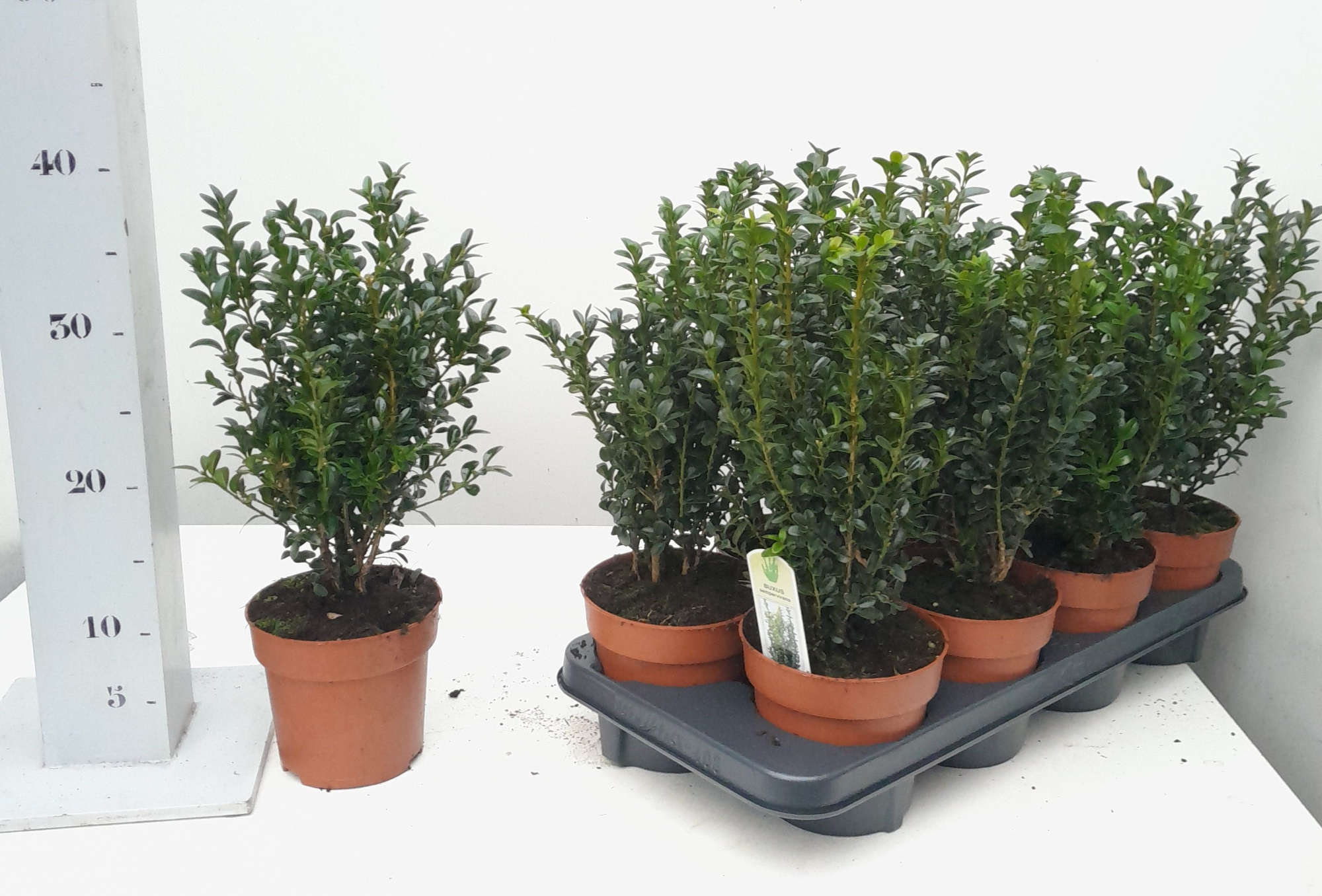 Buxus sempervirens 20-25cm struik, D 13 cm