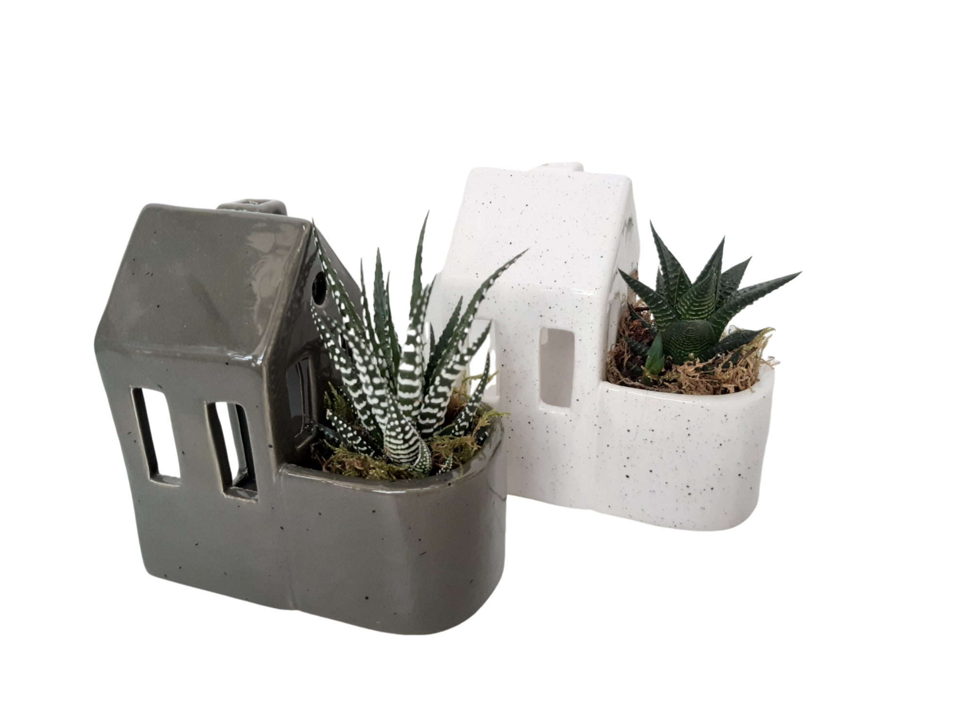 Planthouse green/white D13 Haworthia mix, D 13 cm