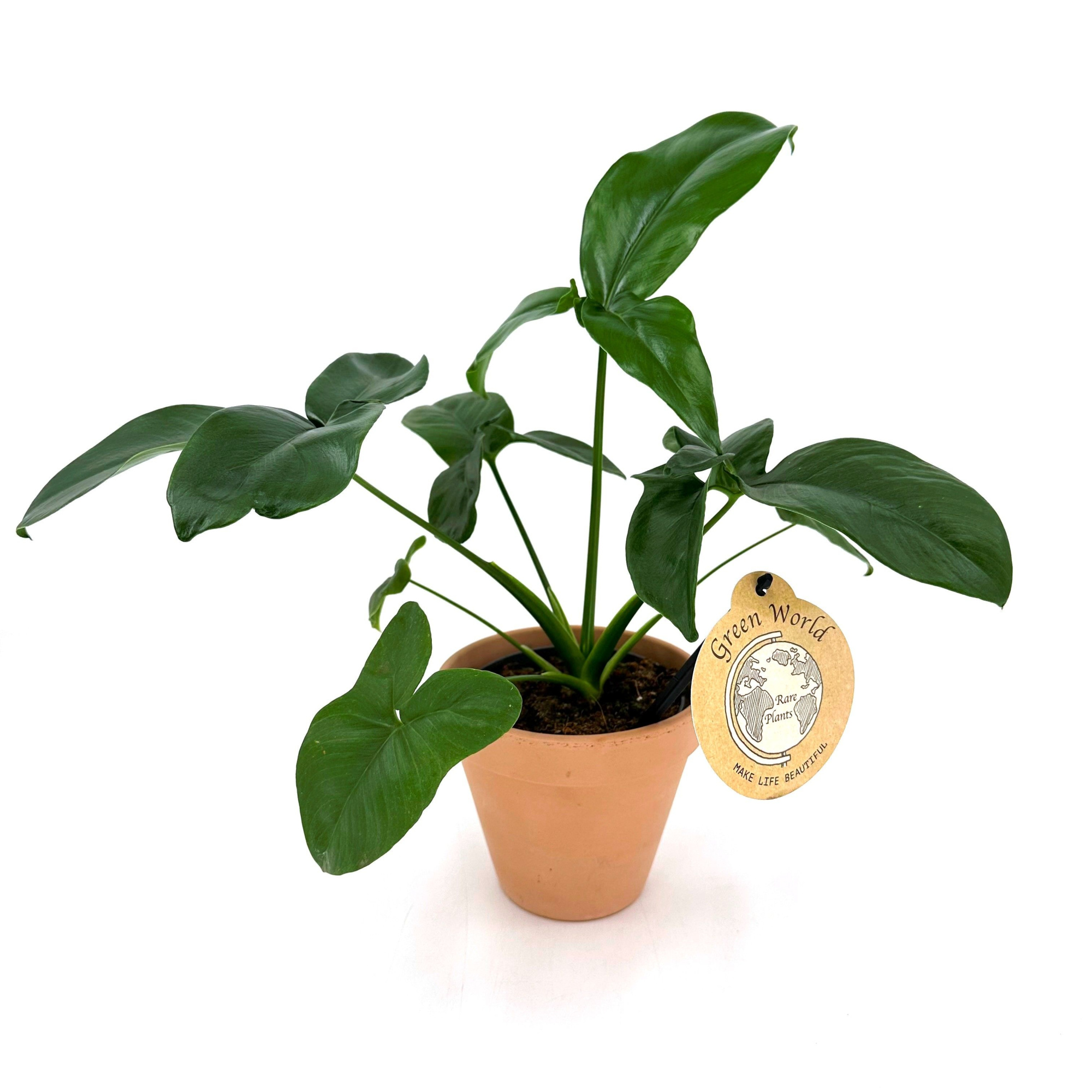 Spec. Phil. "Dino Feet" (fun bun/green wonder), D 13 cm