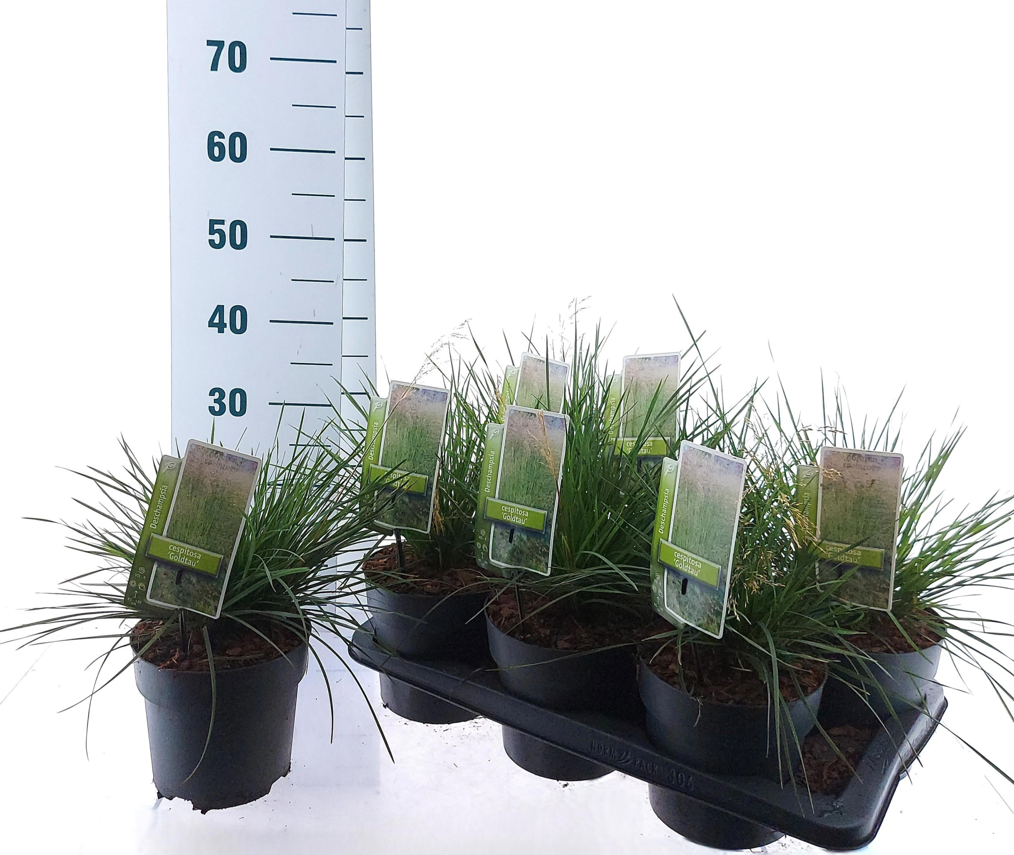 Deschampsia cespitosa 'Goldtau', D 17 cm