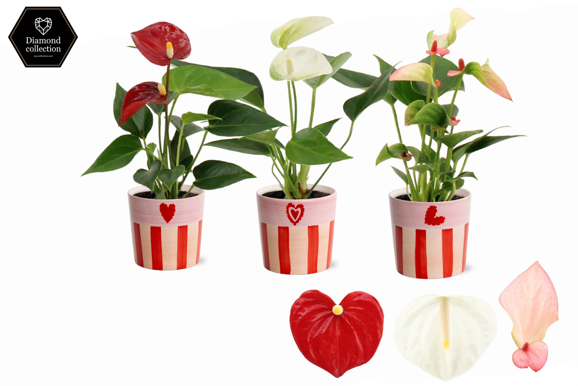 Anthurium 6 cm 3 color mix in Romee ceramics, D 6