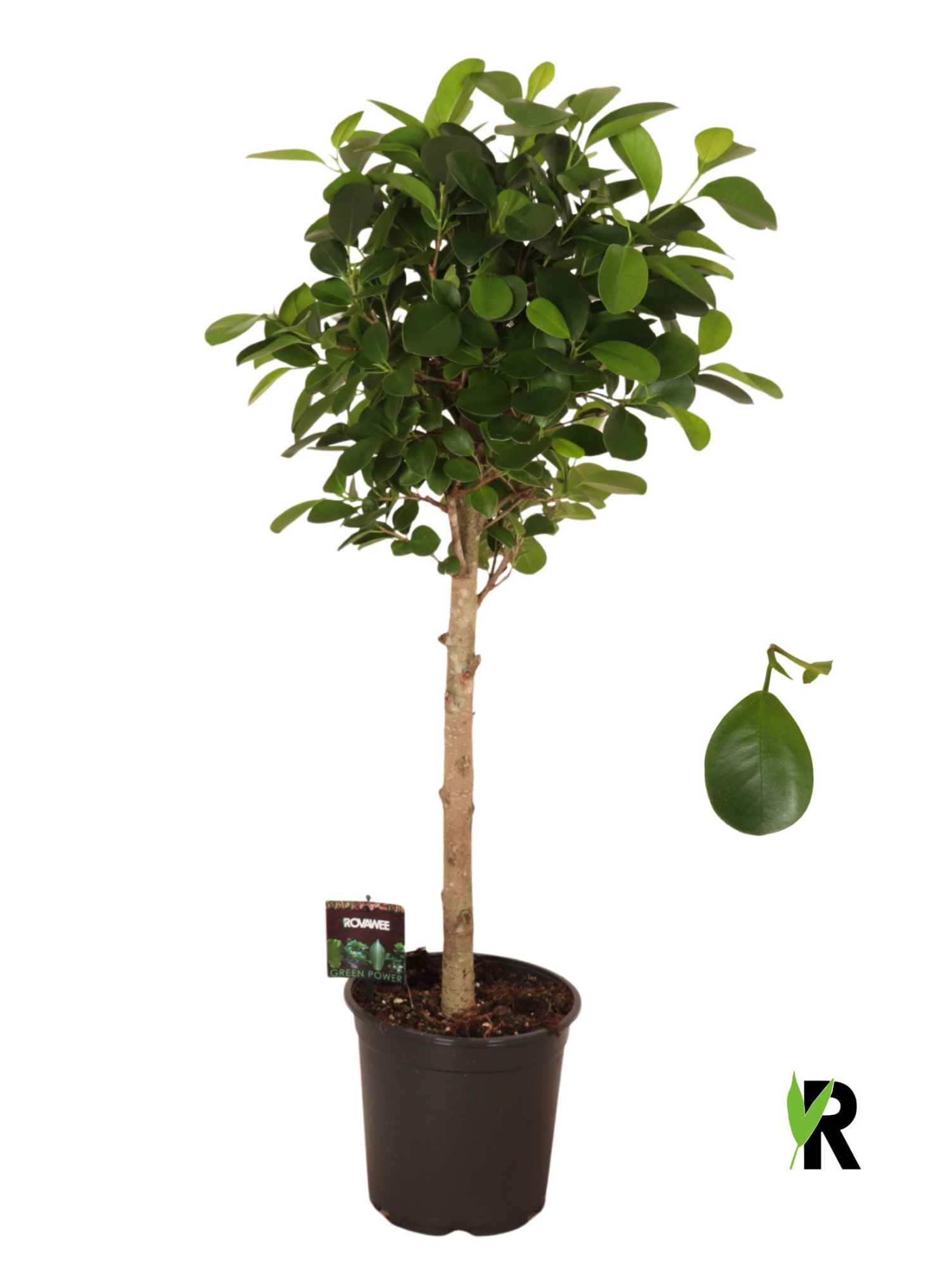 Ficus micr. Moclame bol op stam, D 21