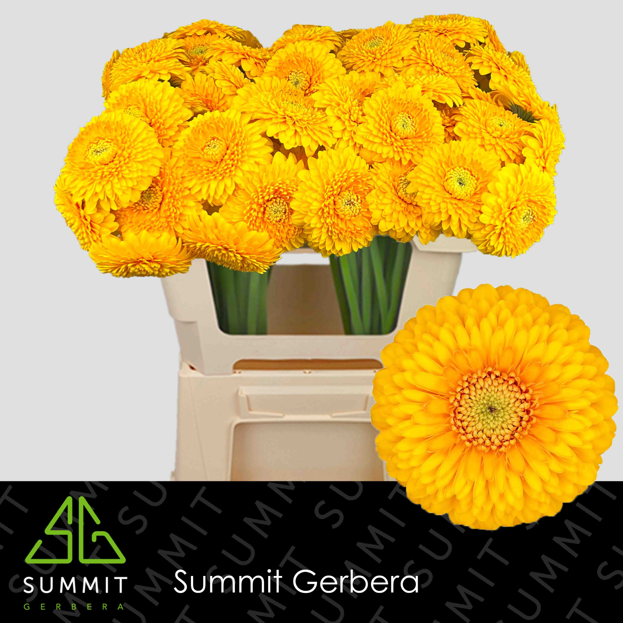 Гермини Помпон Ханидью, шт.