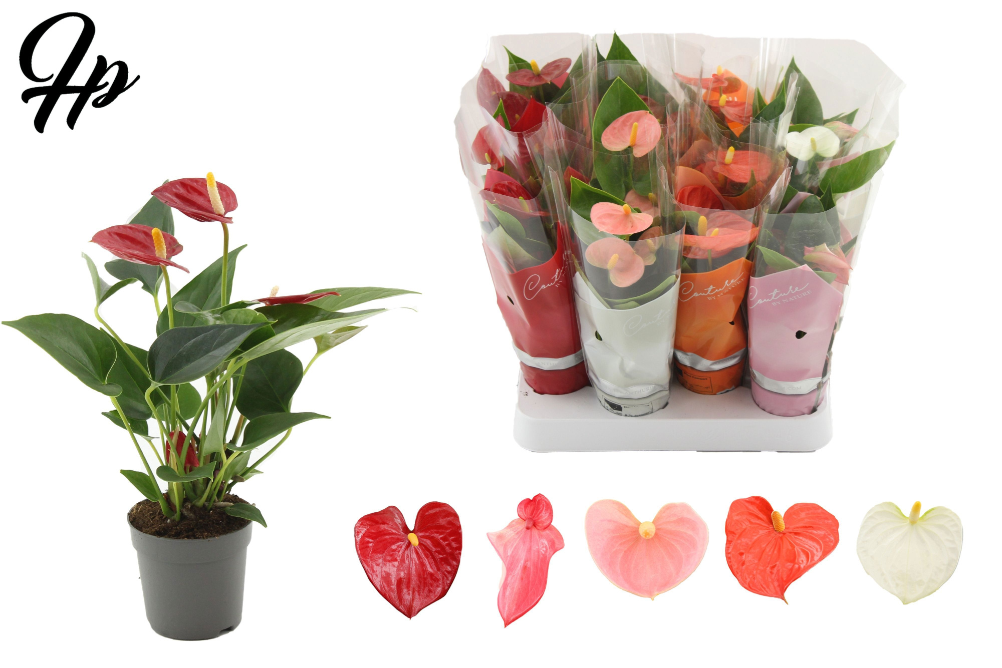 Anthurium 7 cm 4 color mix in Couture sleeve, D 7