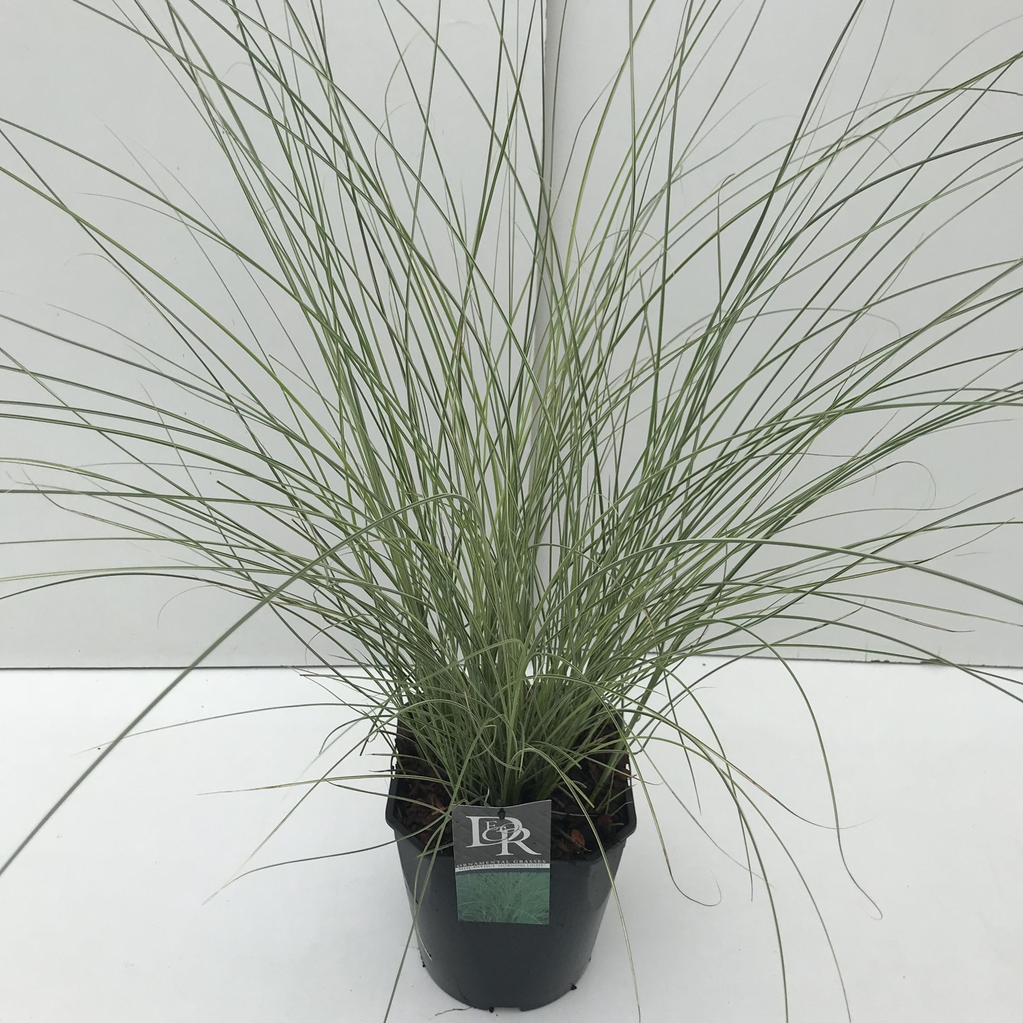 Miscanthus 'Morning Light', D 23 cm