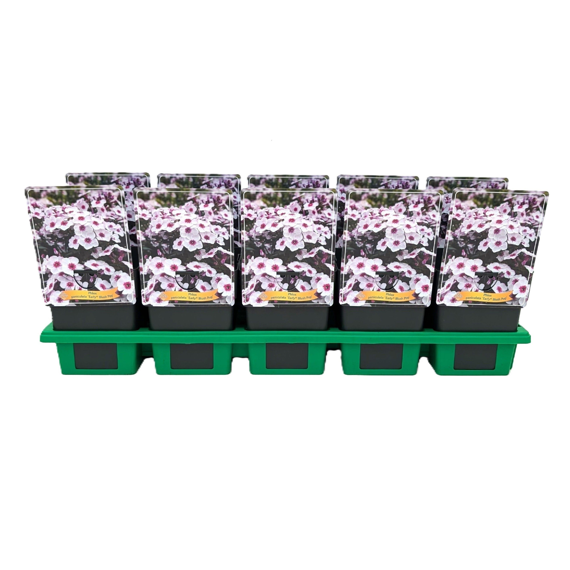 Phlox paniculata Early® 'Blush Pop' P11, D 11 cm