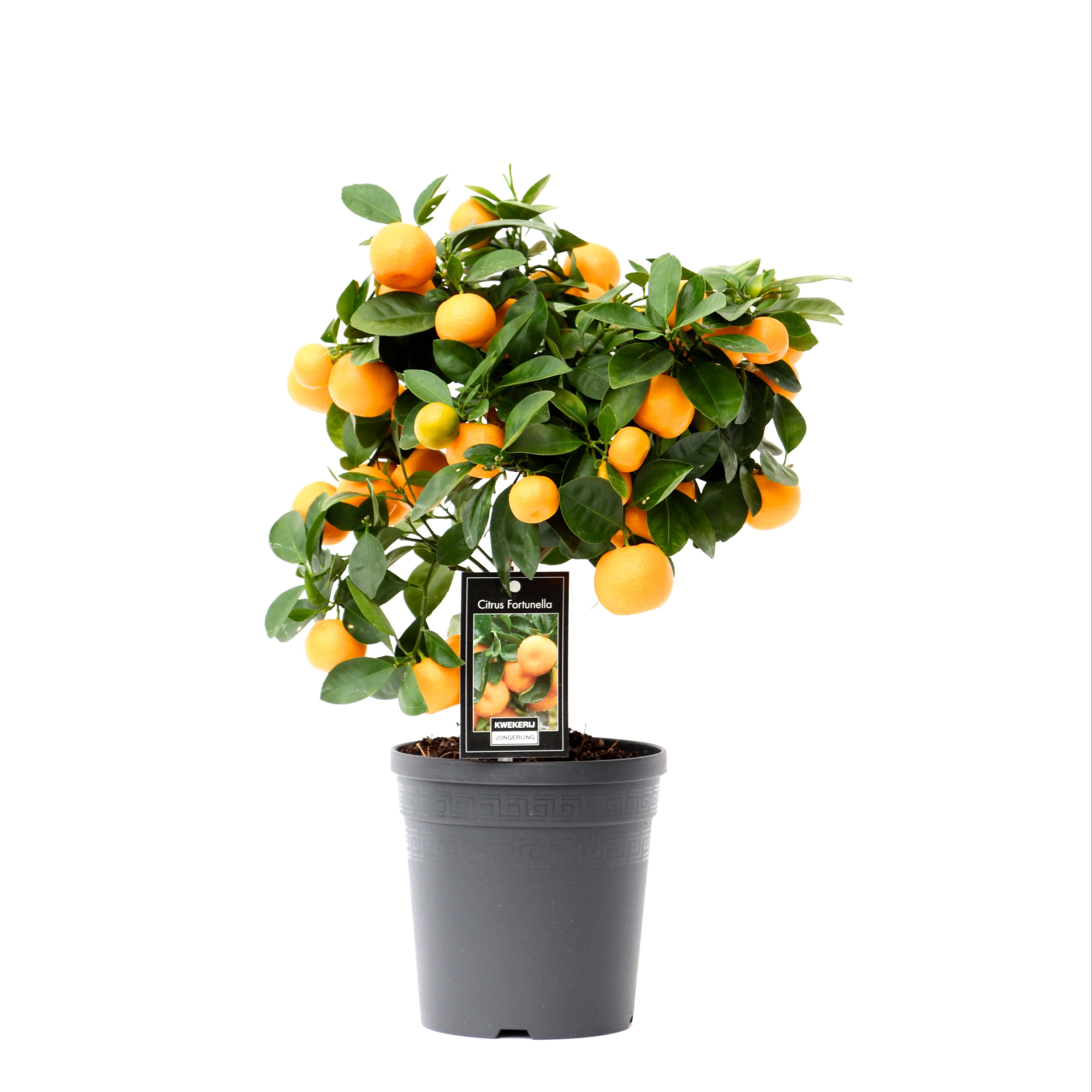Citrus Calamondin, D 15