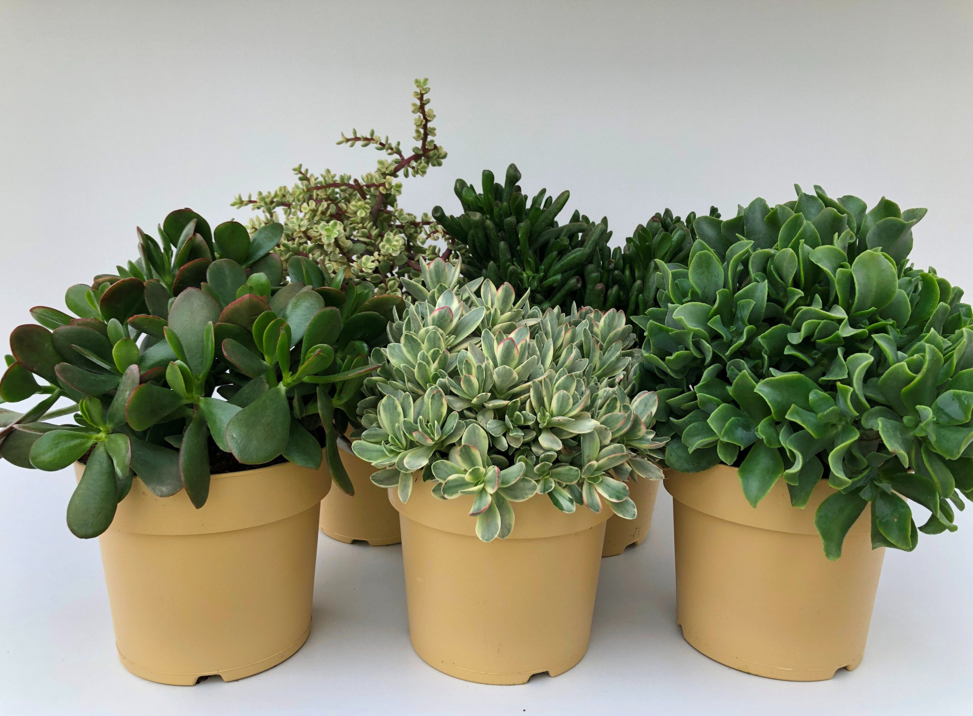 Succulent mix 17cm- 6 units tray, D 17 cm