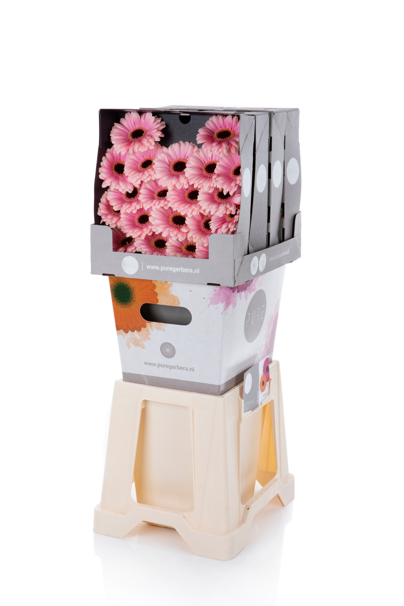 Гермини Эсми, шт.