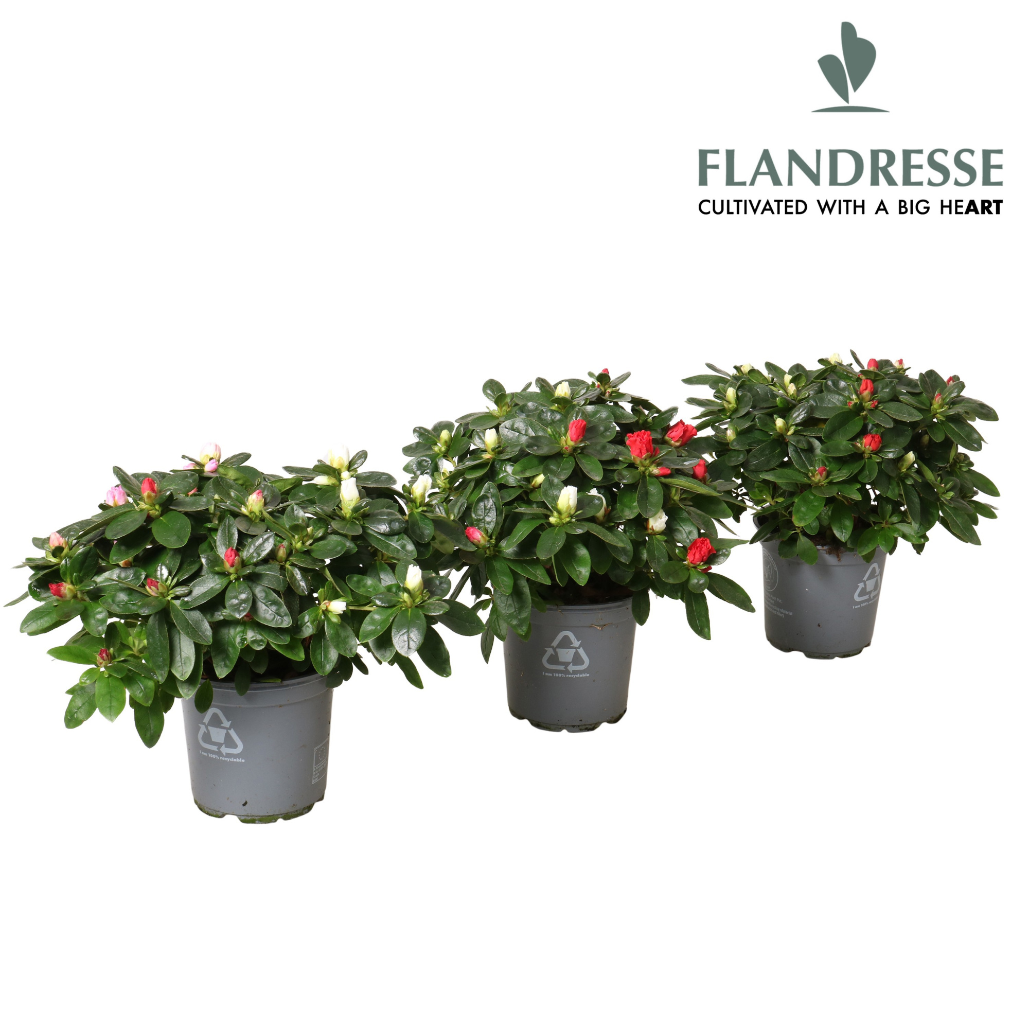 Azalea Flandresse® 'Multicolor' 22-25 cm, D 12