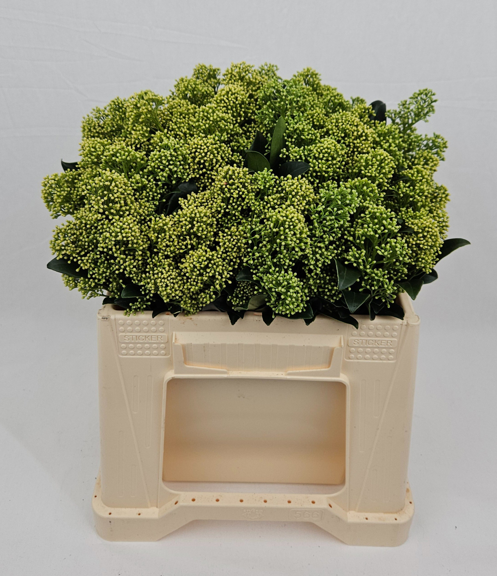 Скимия Фрэнки Вайт за пучок 35, пуч.