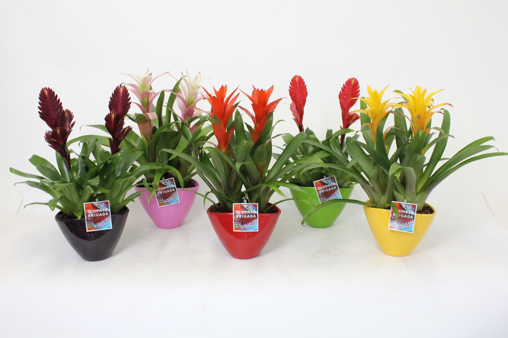Bromelia in Duo Eileen, D 16 cm