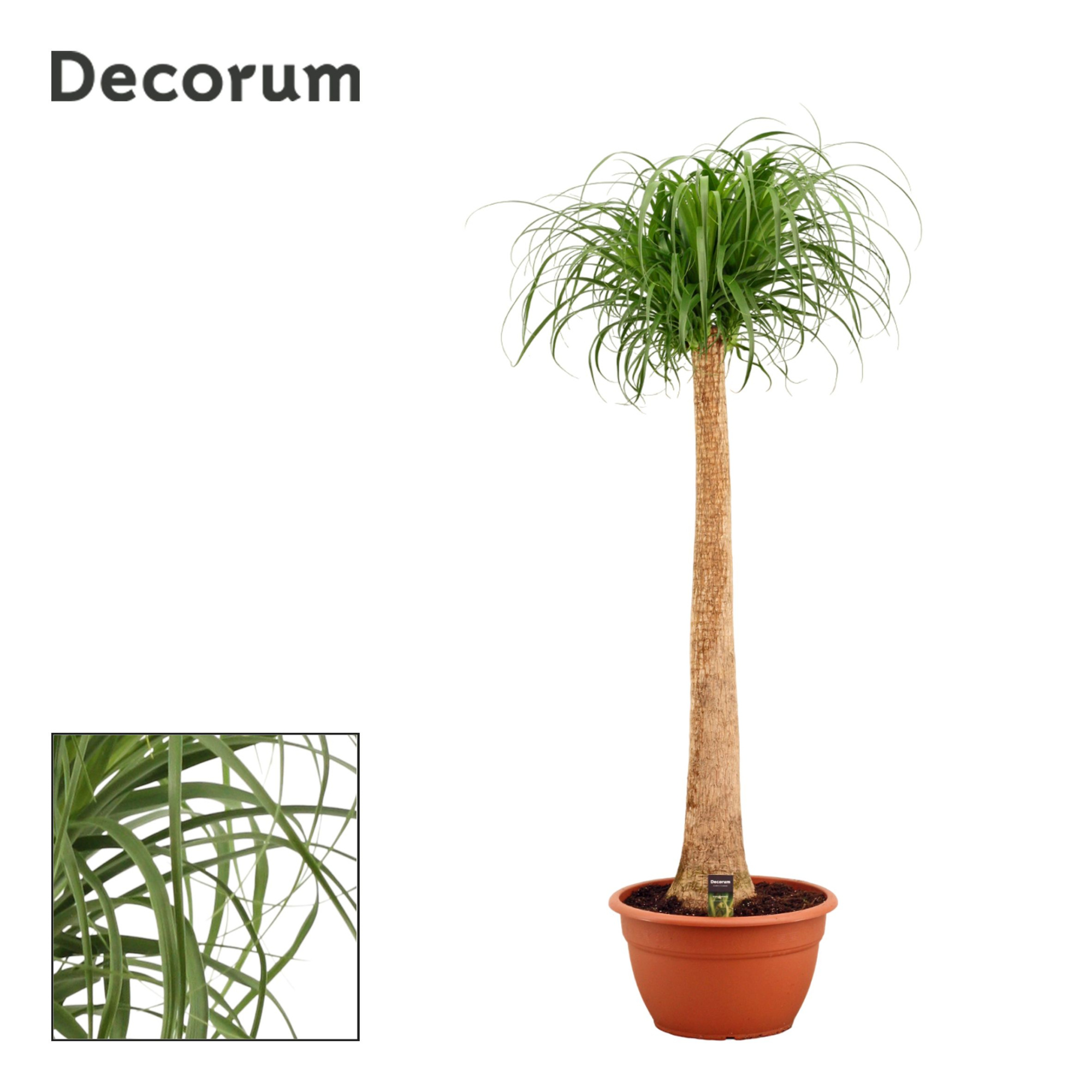 Beaucarnea recht 40 cm (Decorum), D 40 cm