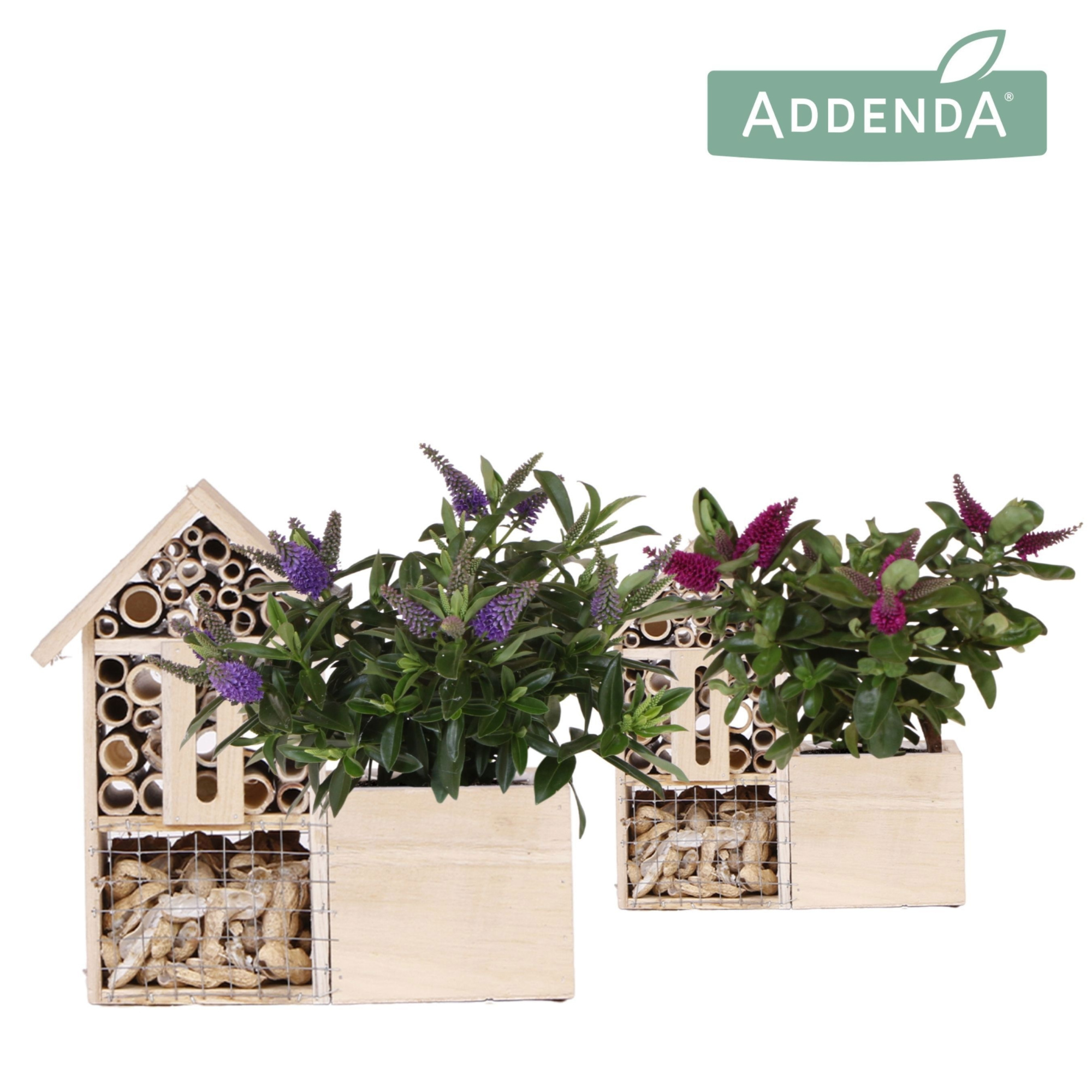 Hebe Addenda Donna mix in Insecten Hotel, D 12