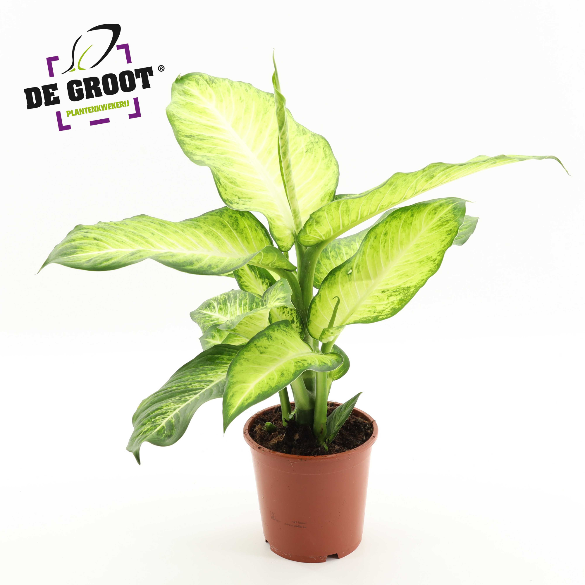 Dieffenbachia 'Bravo', D 17