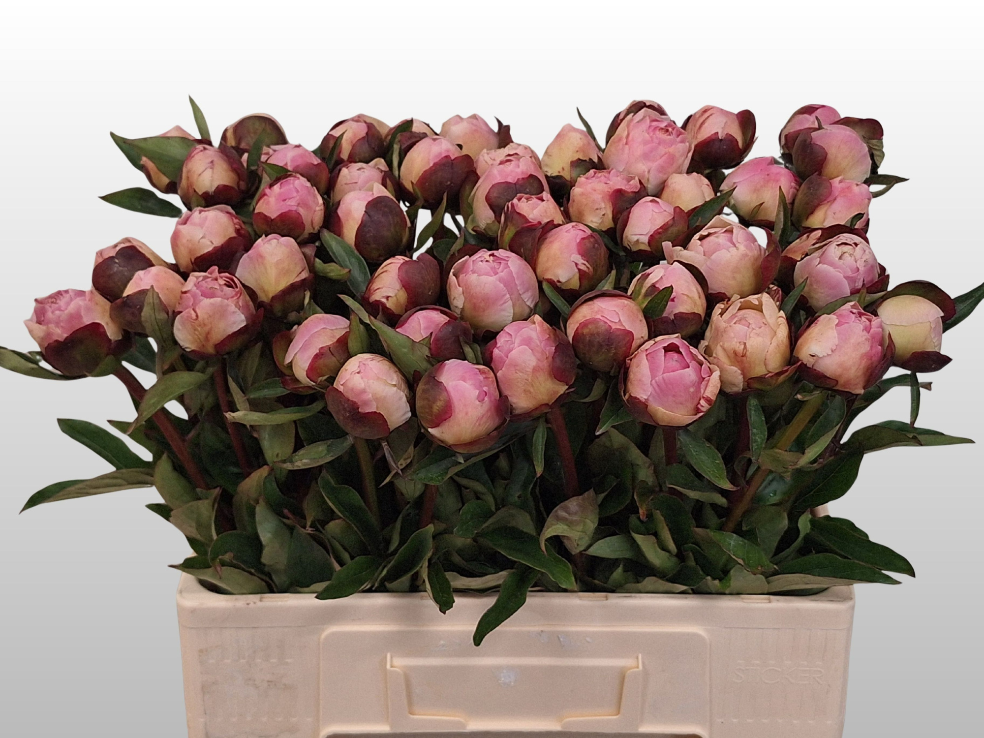 Пион Гардения 55 (светло-роз.), шт.