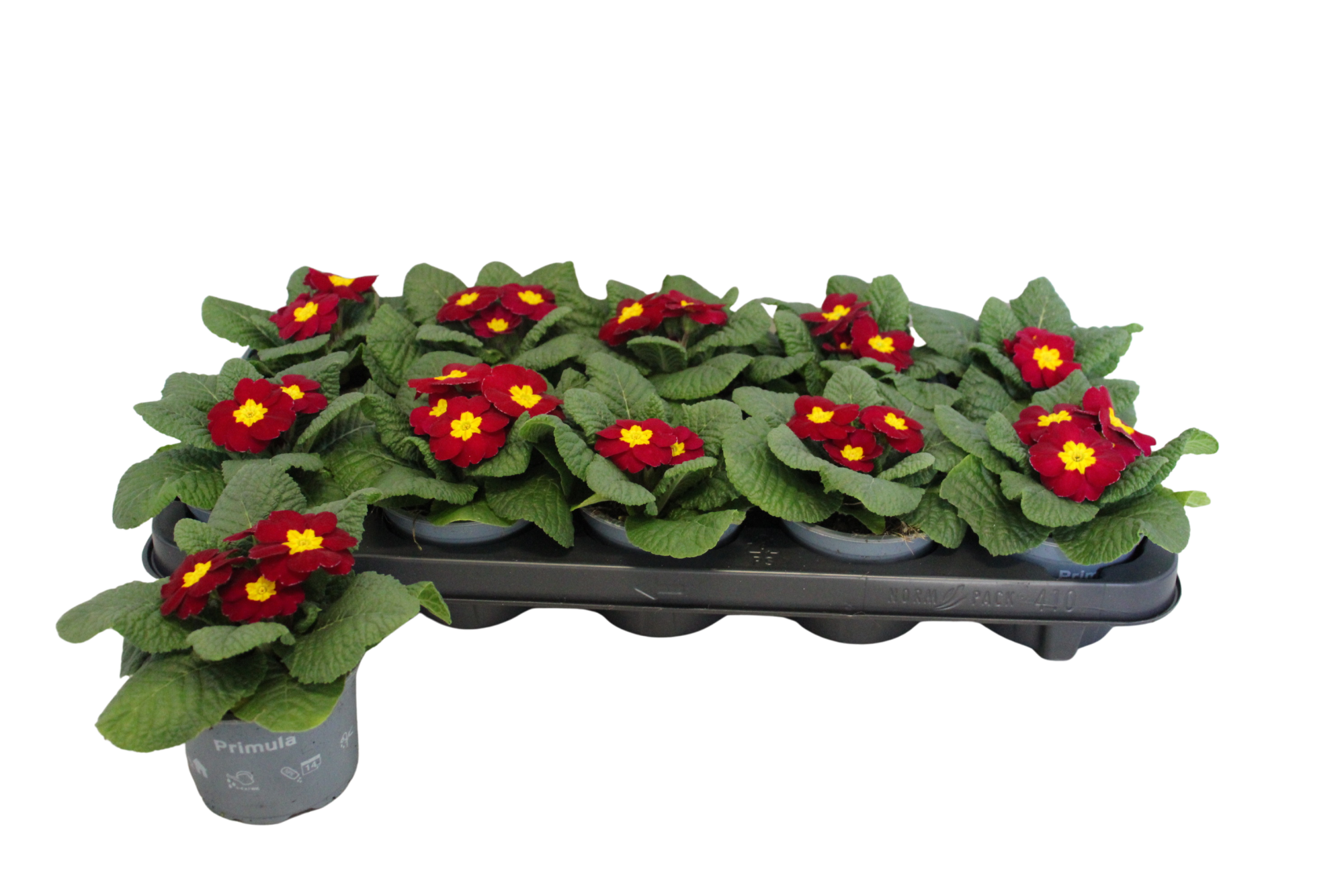 Primula acaulis Wine red10,5 cm, D 10