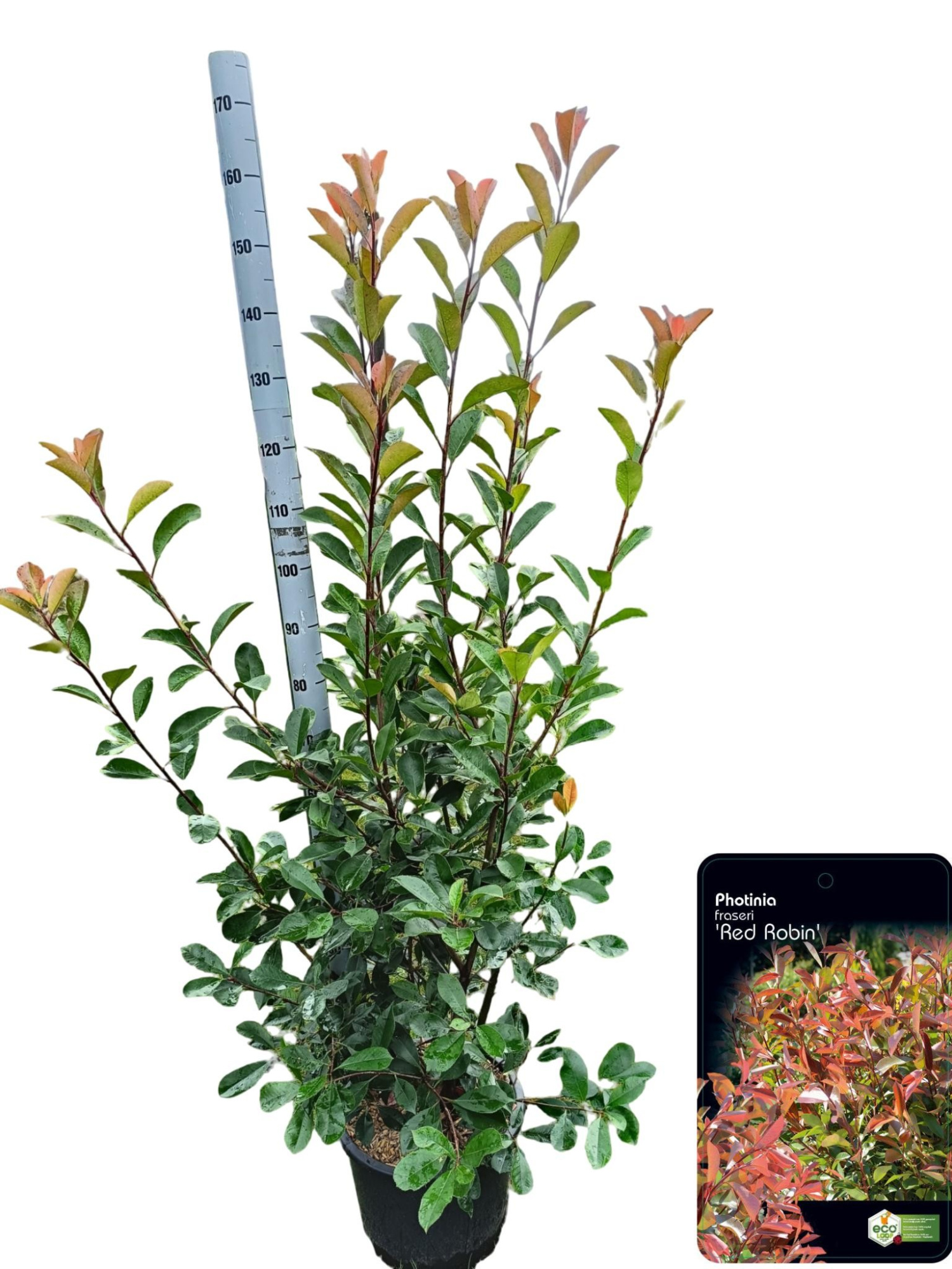 Photinia fraseri 'Red Robin' C20, D 36 cm