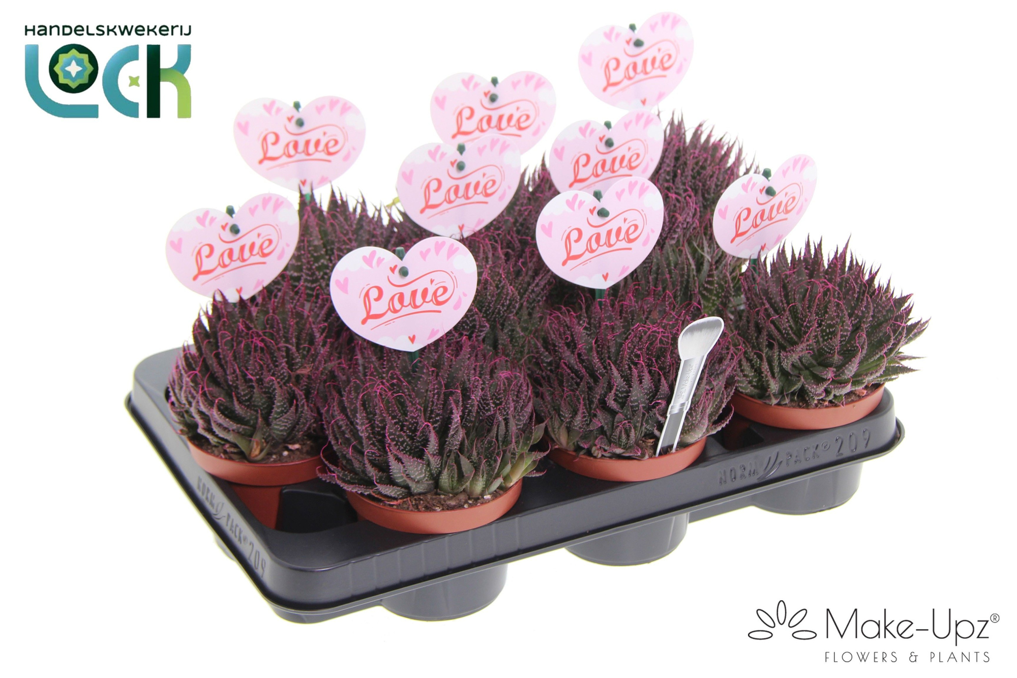 Aloë Aristata Make upz moederdag, D 10,5