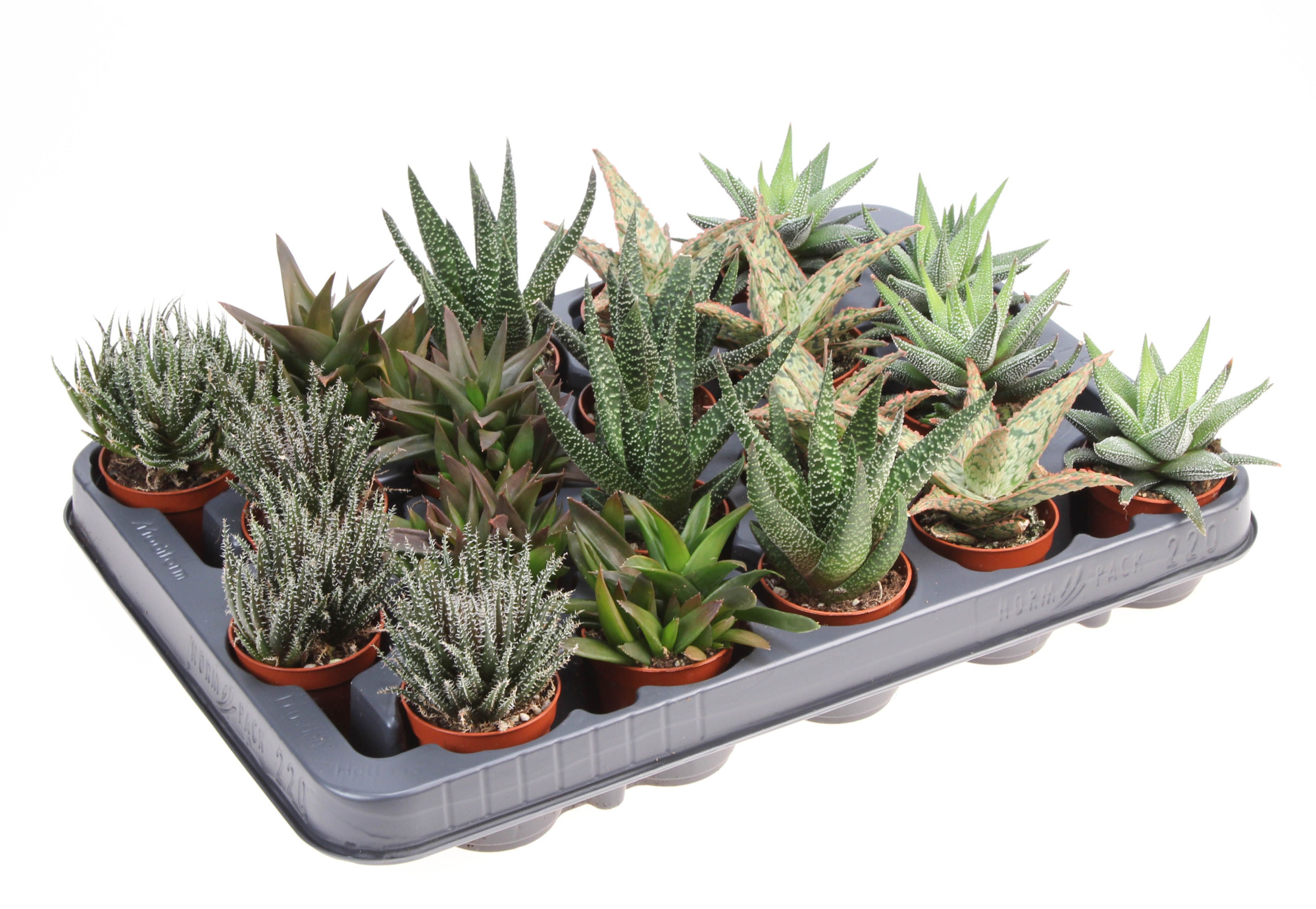 Aloe haworthia mix XL, D 5,5 cm