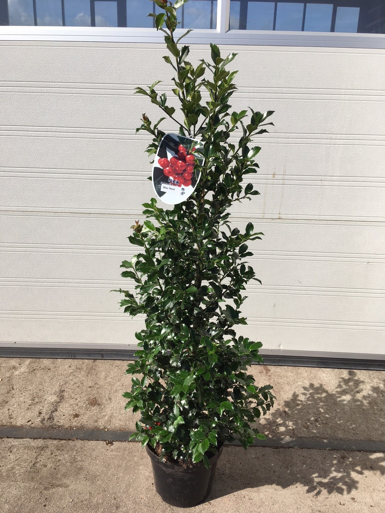 Ilex mes. Blue Maid C7.5, D 26