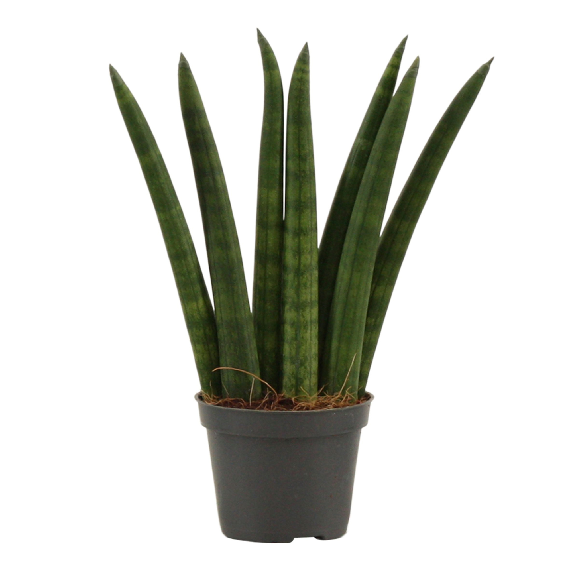 Sansevieria Cylindrica 6 cm Fan, D 6 cm