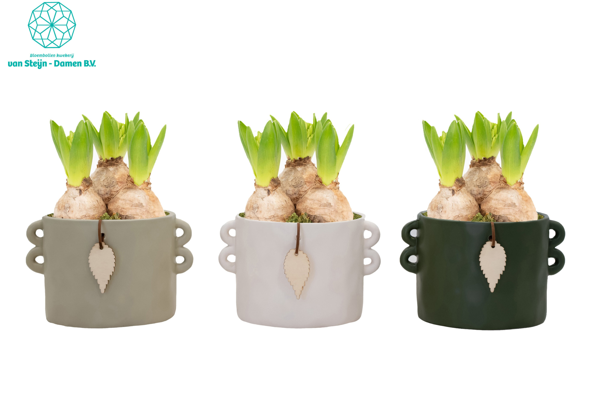 Hyacinthus 'Cilinder Oak', D 16