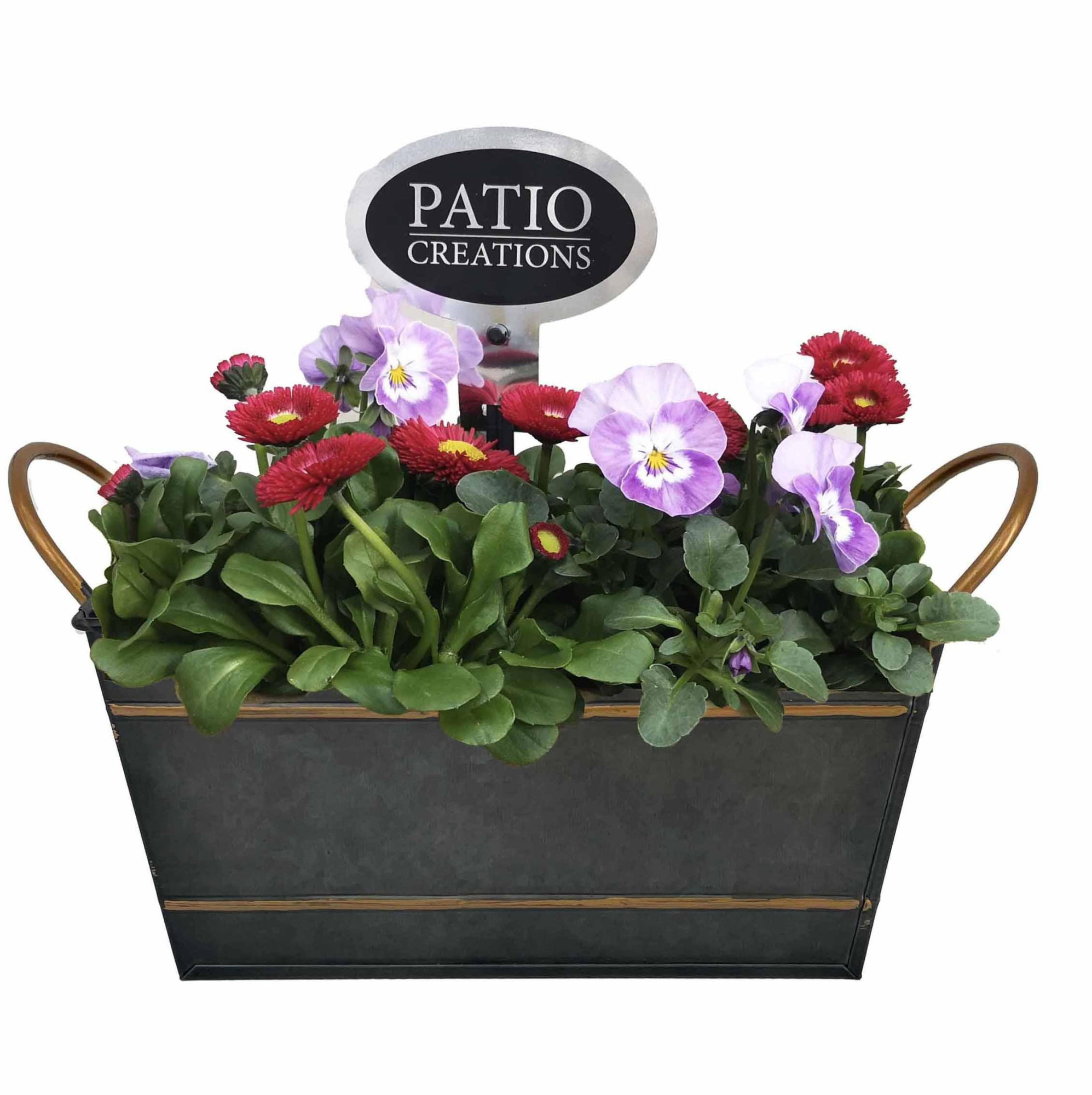 VB837-9001 Viola-Bellis Sterre zink S, D 18