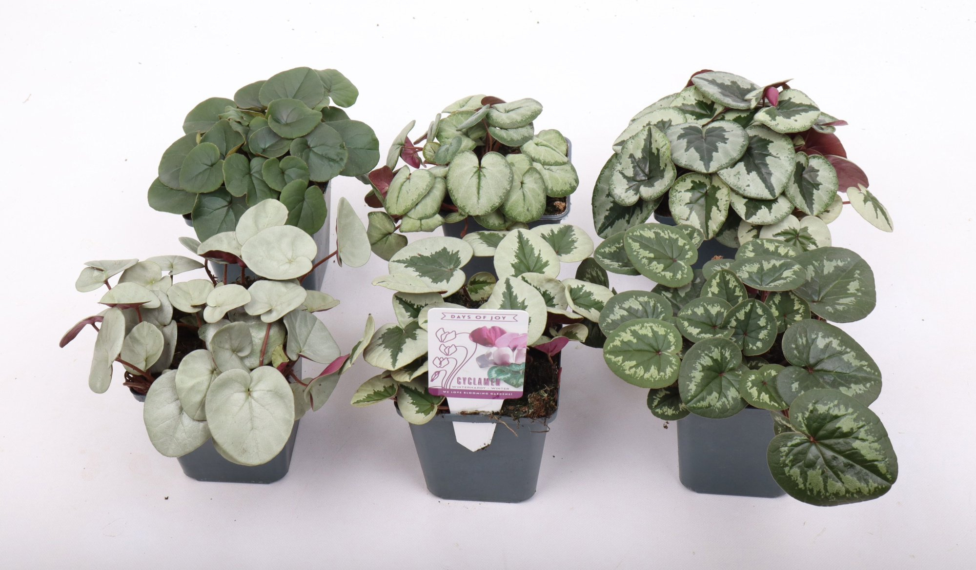 Cyclamen coum mix 9 cm, D 9