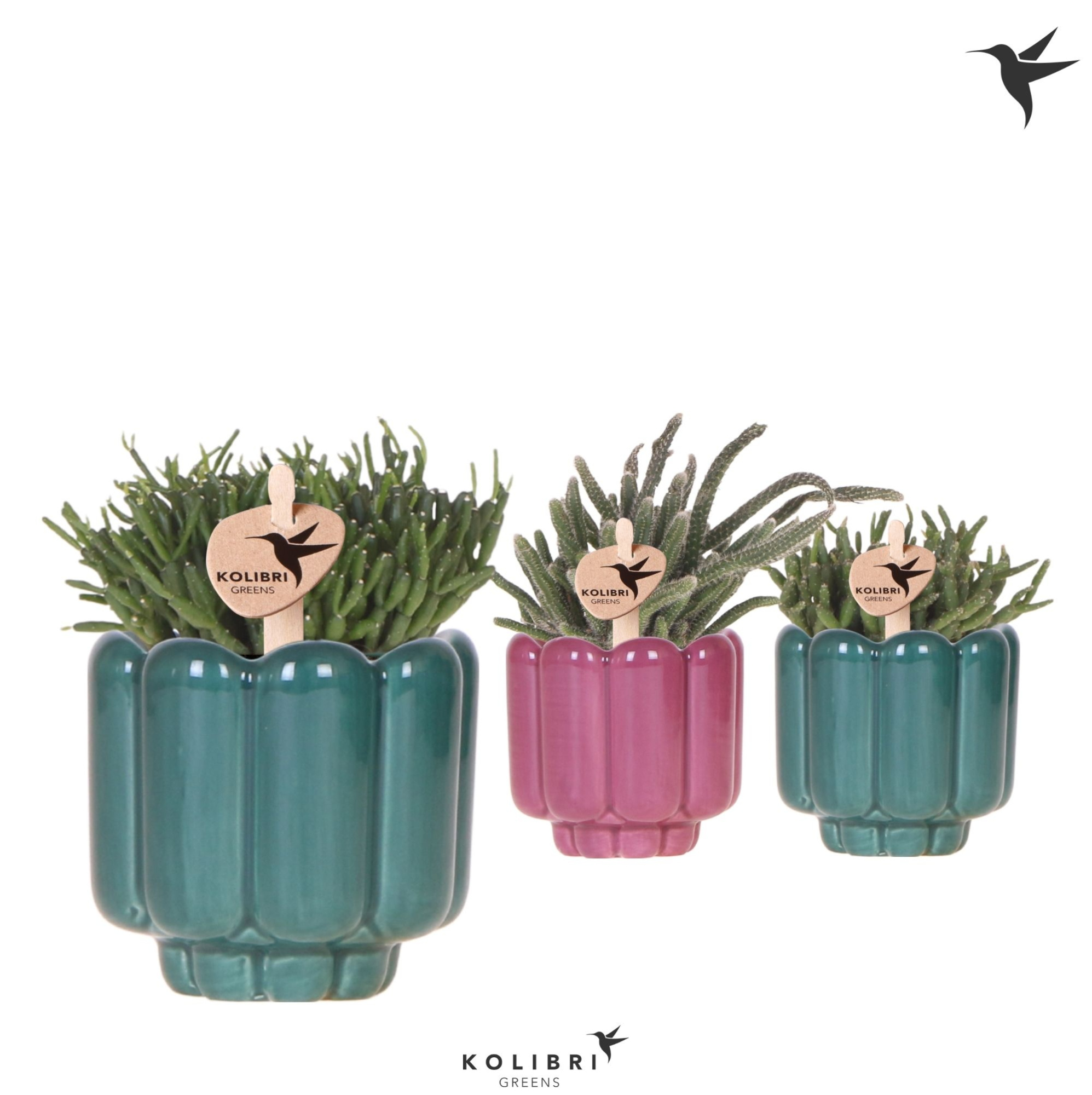 Kolibri Greens Rhipsalis mix in Retro pot green mix, D 6 cm