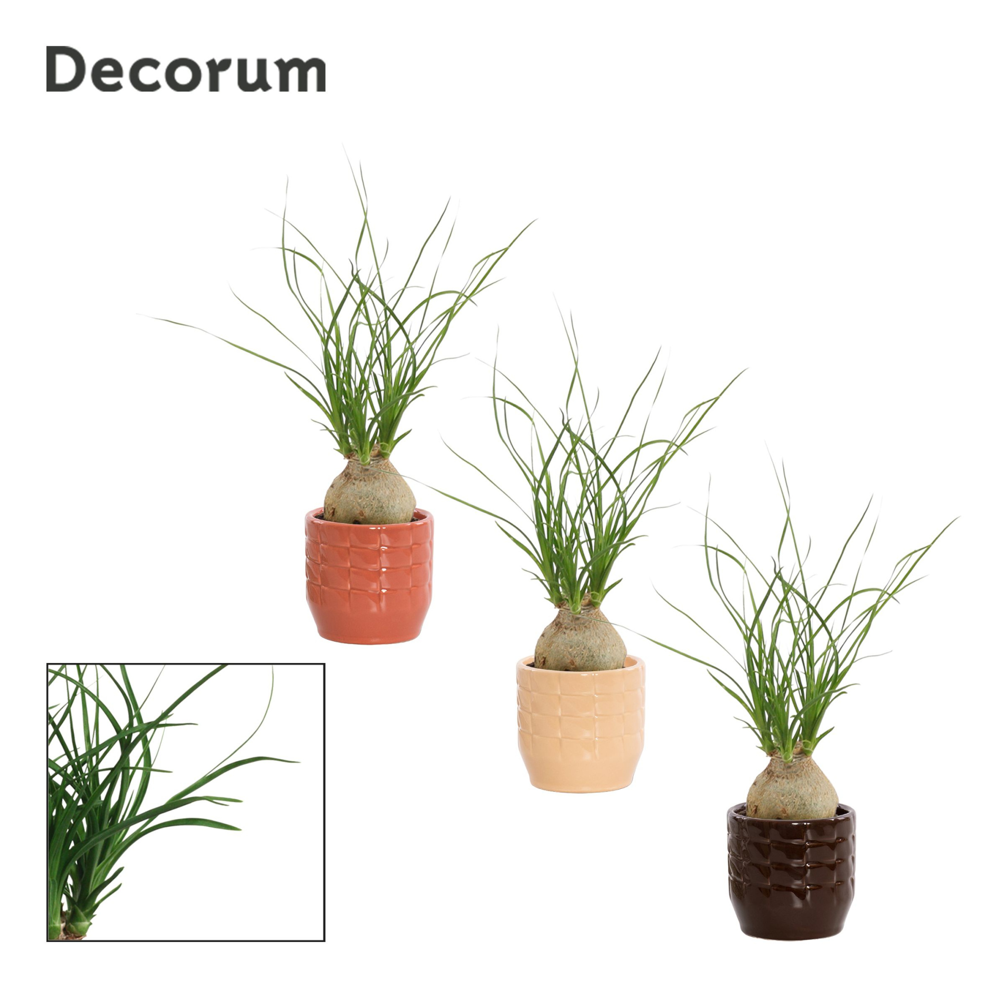 Beaucarnea Bol 6 cm in Sanne (Nature Love-collection), D 6