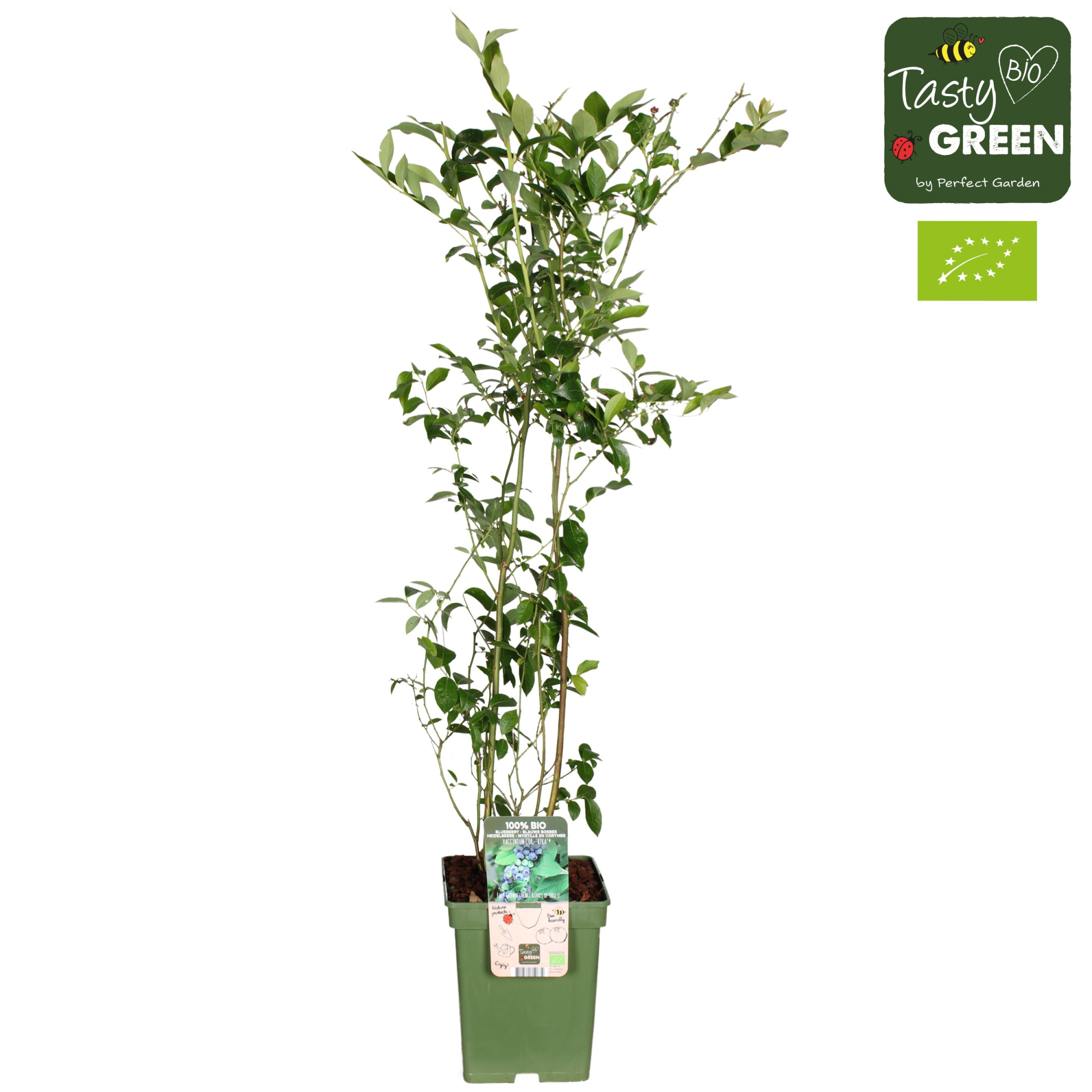 Vaccinium corymbosum 'Reka'® Bio P23, D 23 cm