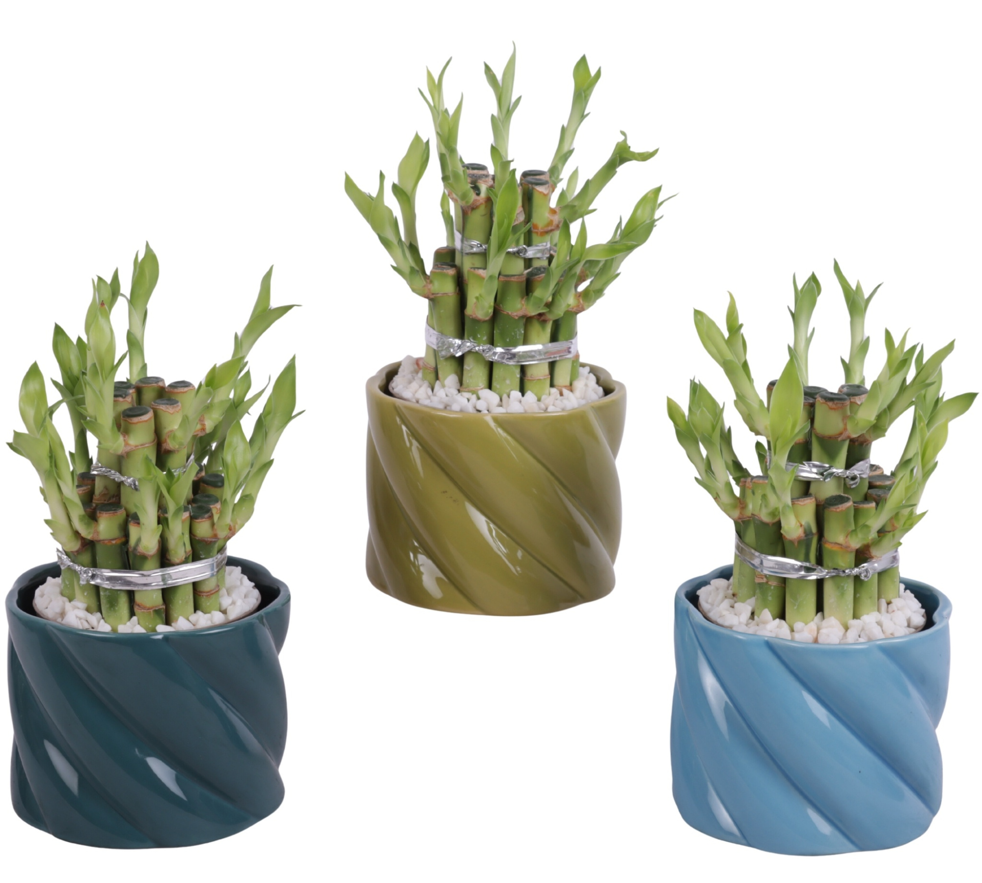 Lucky Bamboo Shape Round 2B Ø11cm Ceramic FB674, D 11