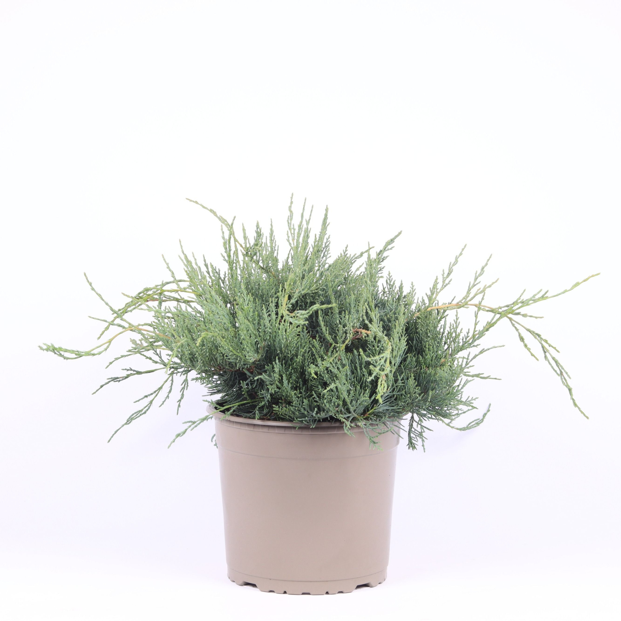 Juniperus virginiana 'Grey Owl', D 23 cm