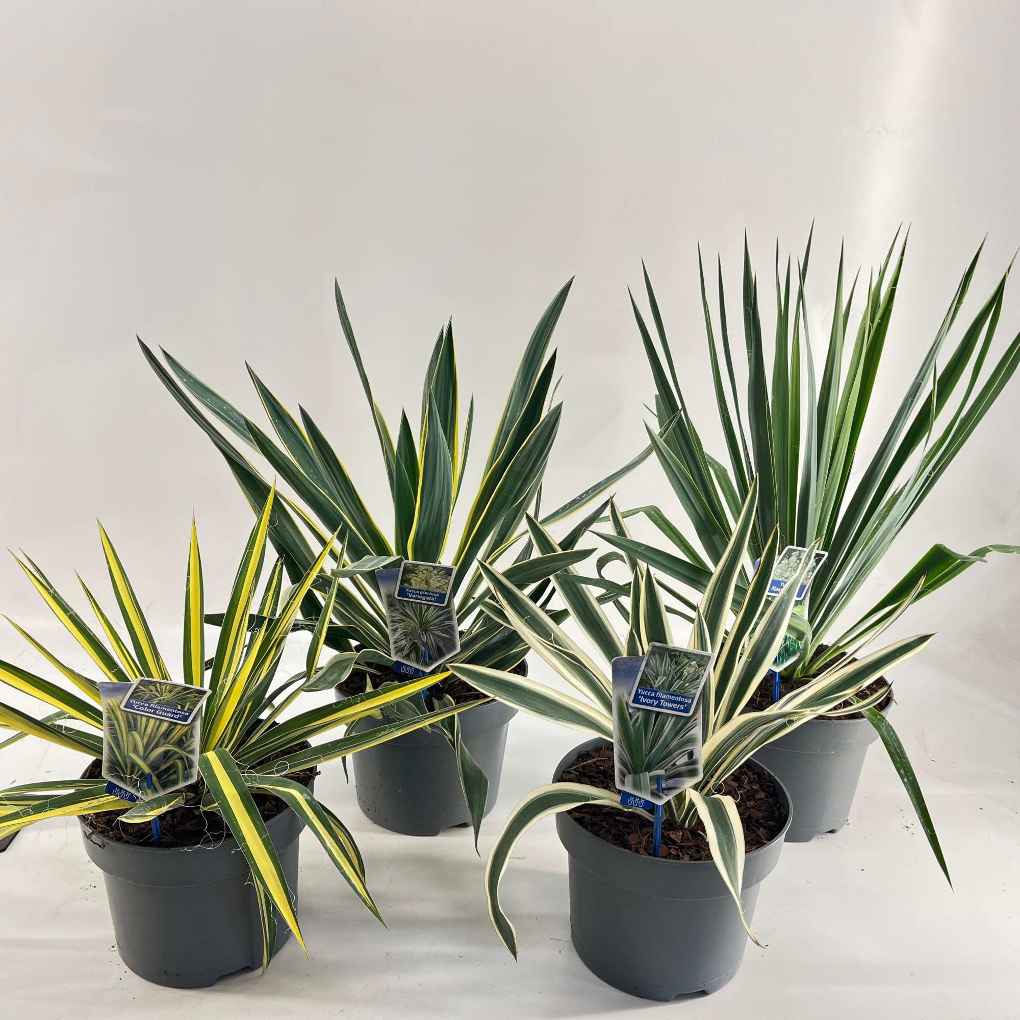 Yucca mix P23, D 23 cm